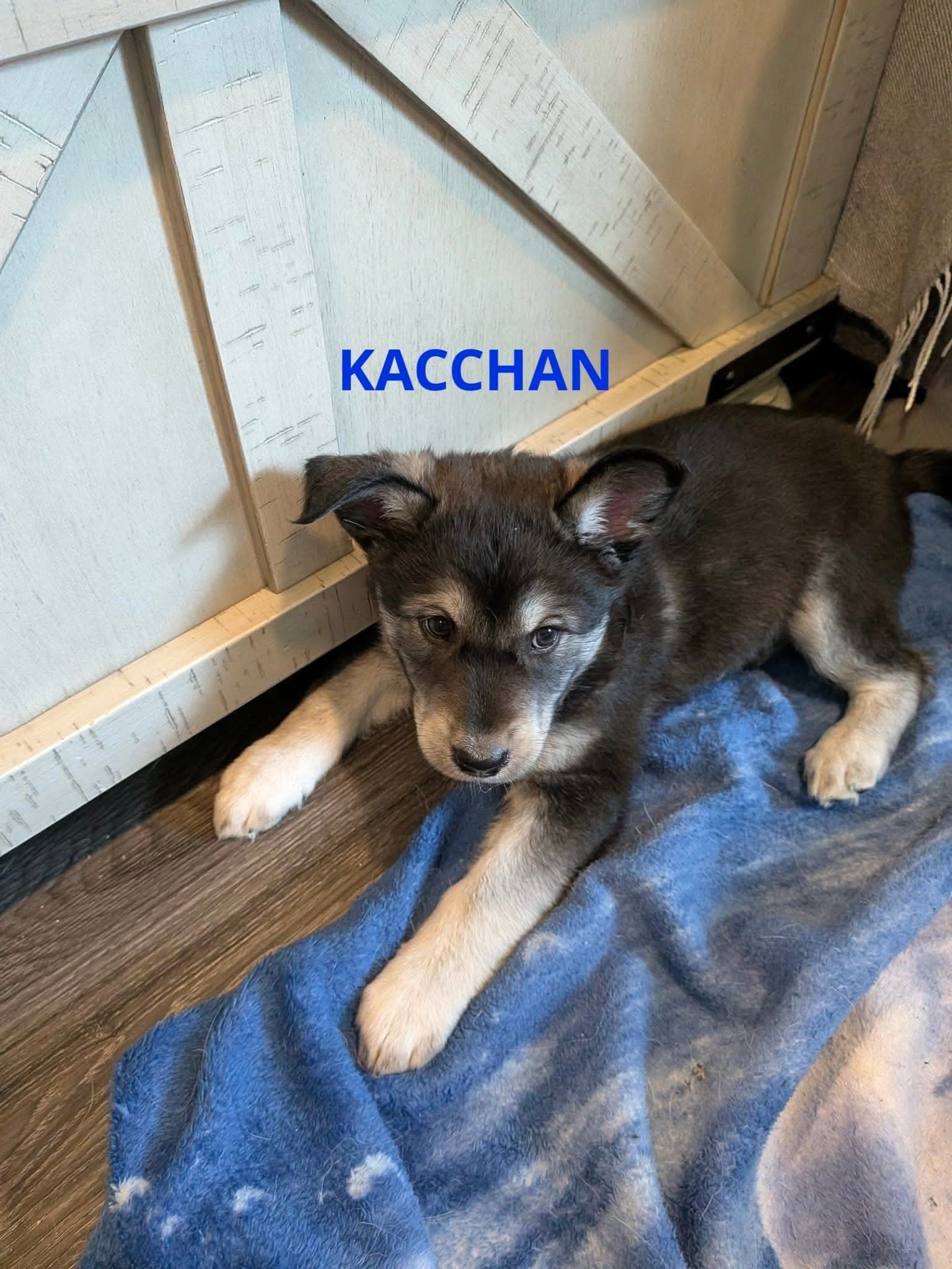Kacchan - mixed available for adoption at Penny's All Breed Animal Rescue in Winnipeg