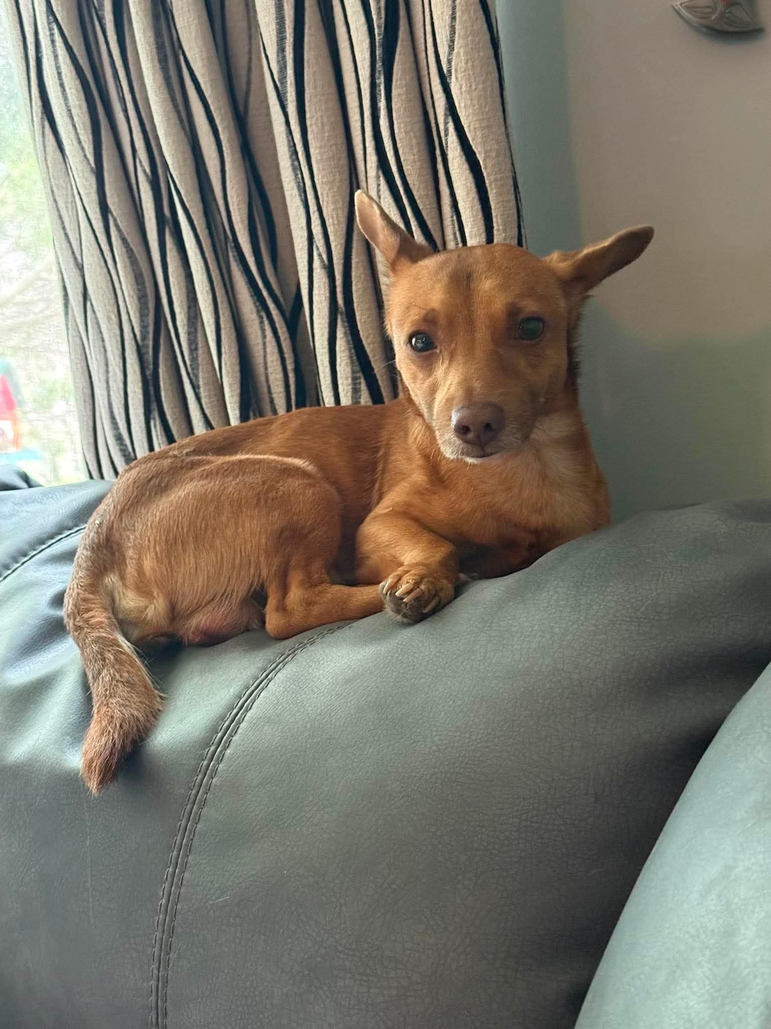 Burrito - Chihuahua mix available for adoption in Calgary