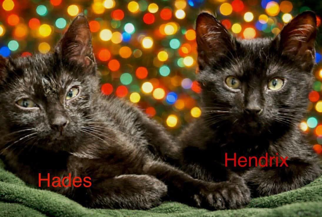 Hendrix & Hades - Short Hair Domestics cat available for adoption in Calgary