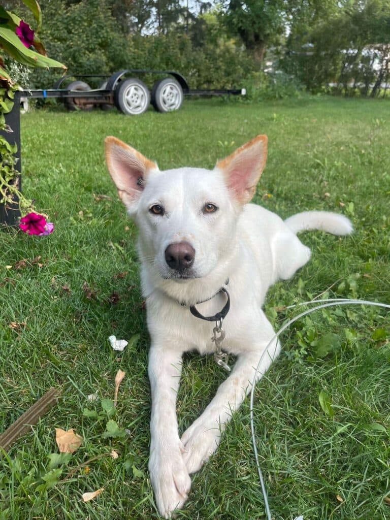Jan - Husky available for adoption in Calgary
