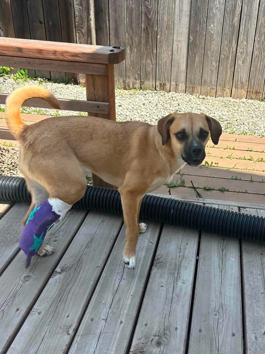 Jersey - Puggle available for adoption at Penny's All Breed Animal Rescue in Winnipeg