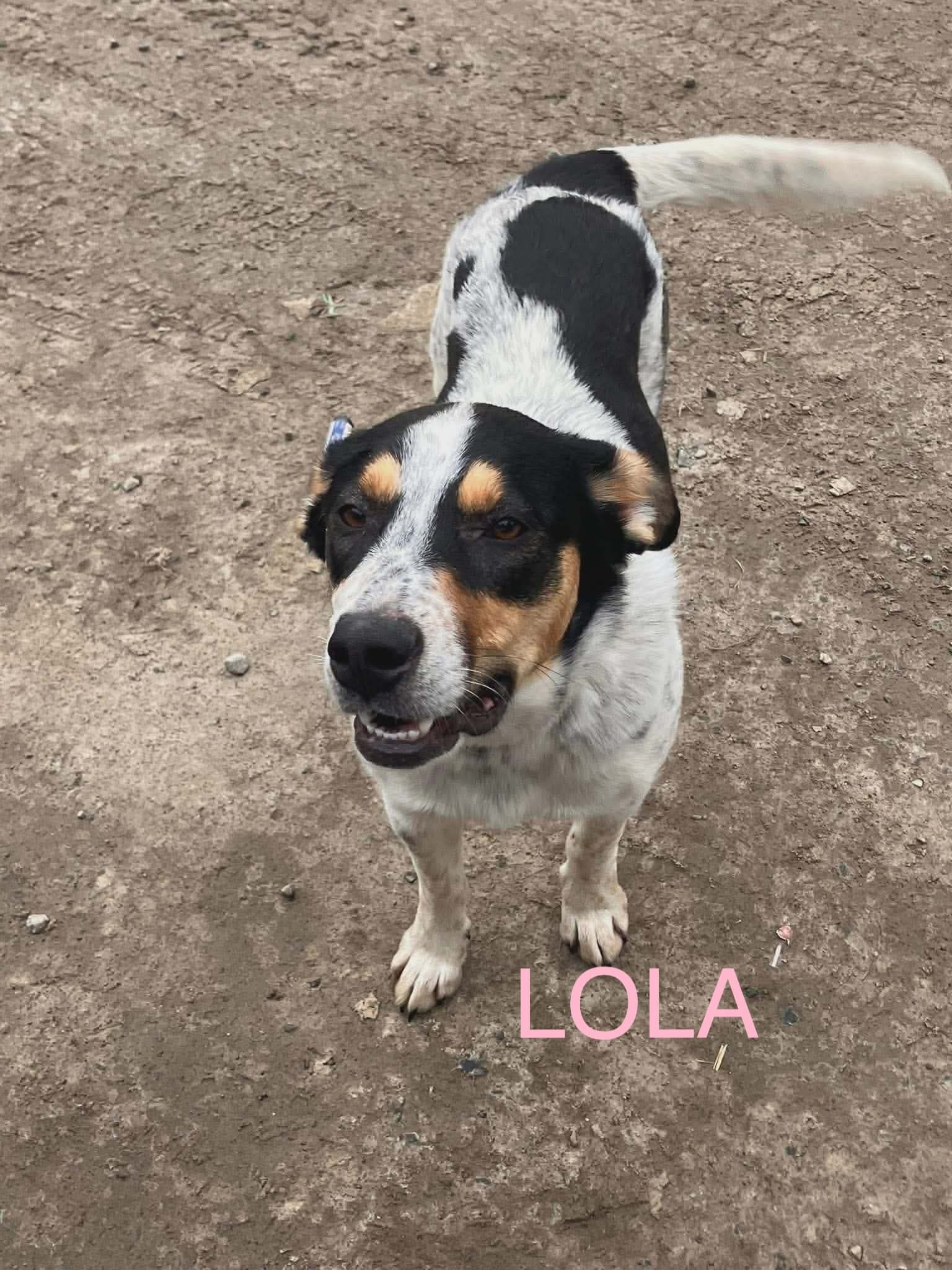 Lola - mixed available for adoption in Calgary