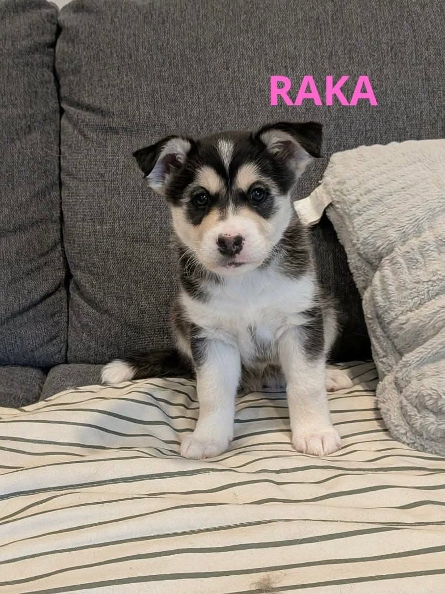 Raka - mixed available for adoption at Penny's All Breed Animal Rescue in Winnipeg