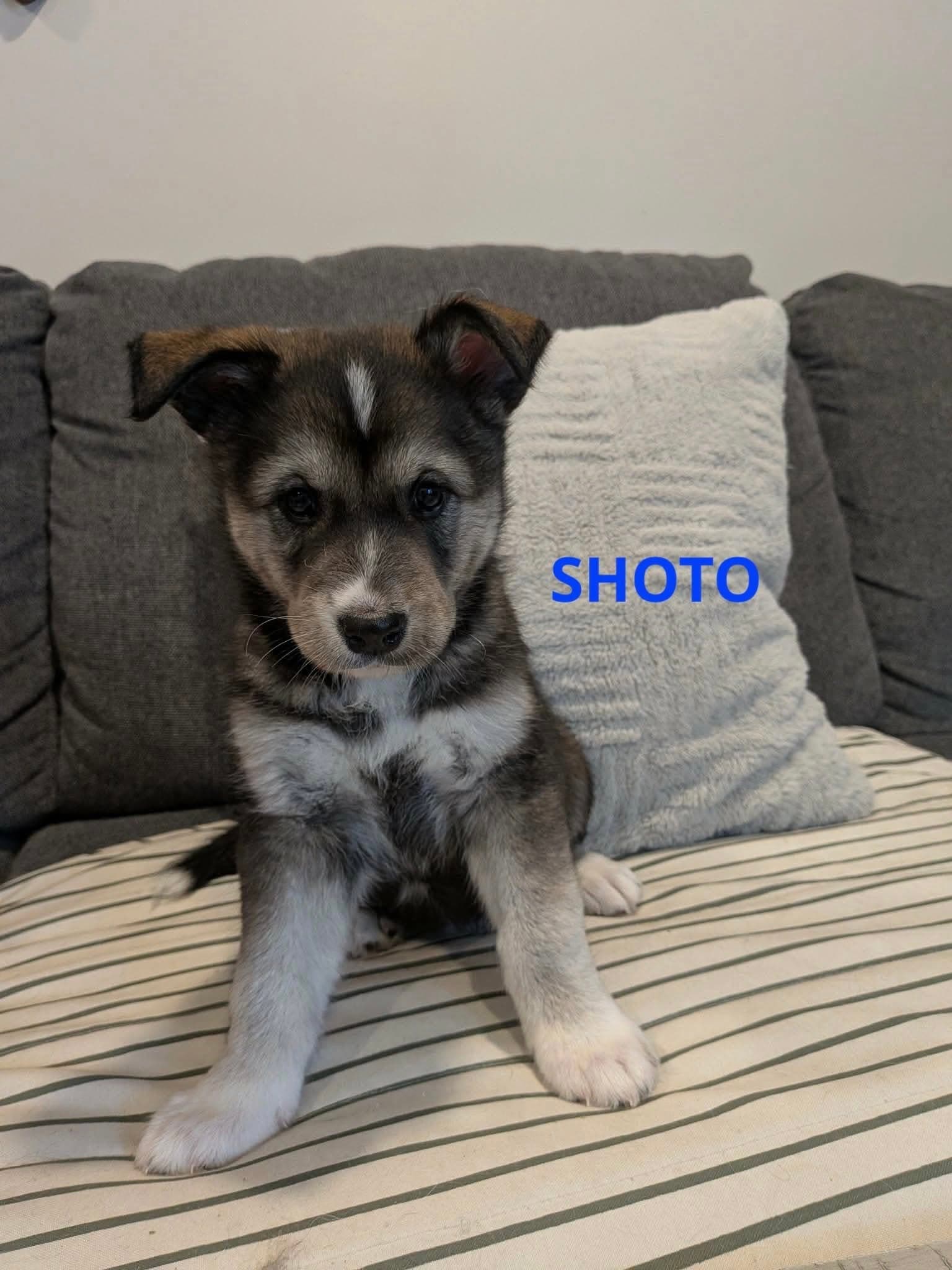 Shoto - mixed available for adoption at Penny's All Breed Animal Rescue in Winnipeg