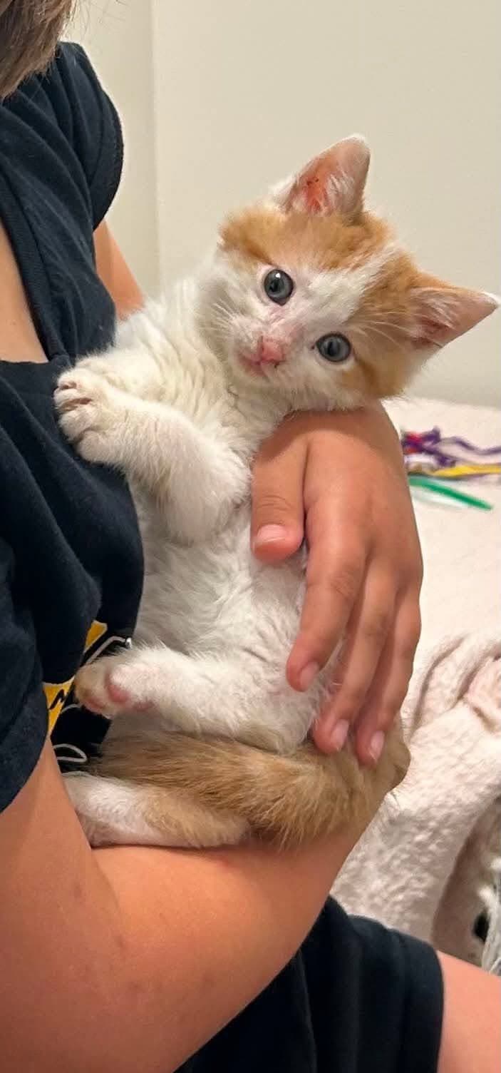 Sunny - Mixed Breed available for adoption at Penny's All Breed Animal Rescue in Winnipeg