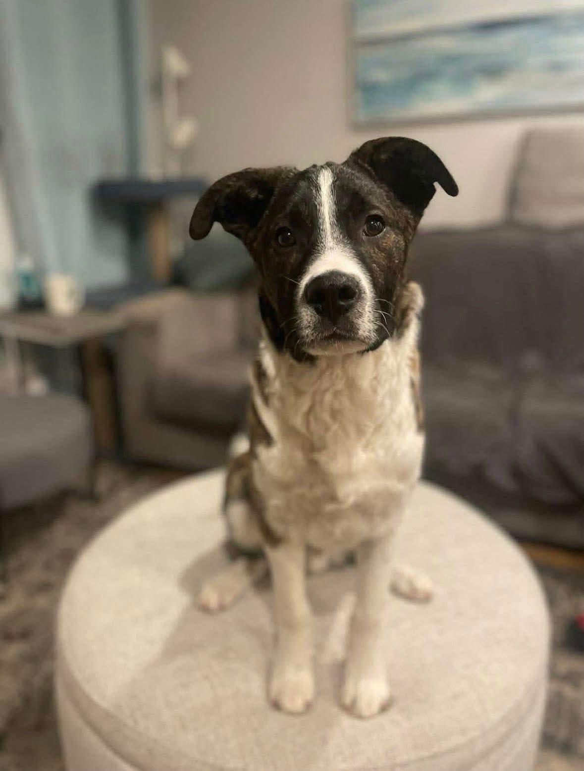 Trace - mixed available for adoption in Calgary
