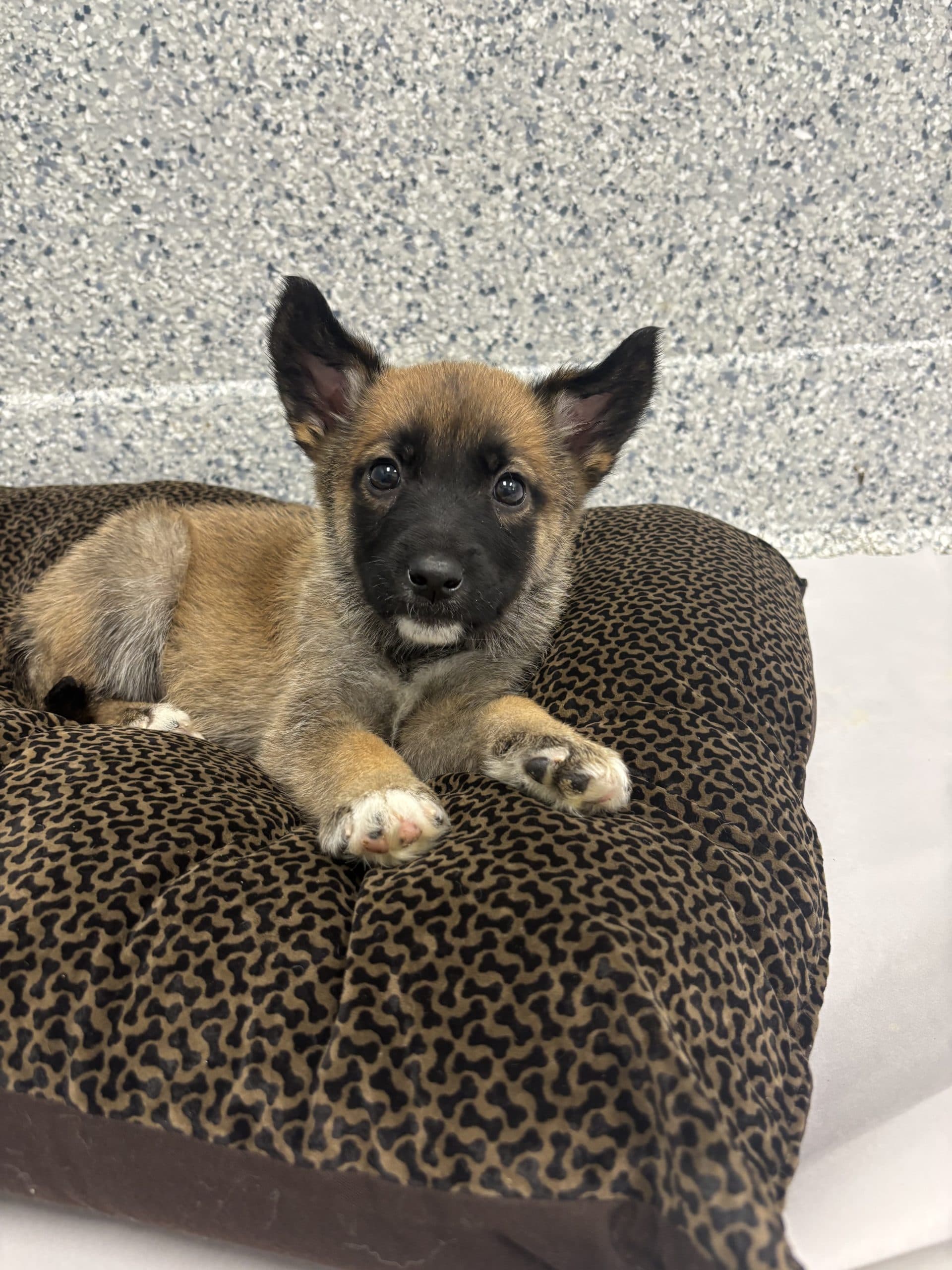 Jay - Medium-large breed x available for adoption