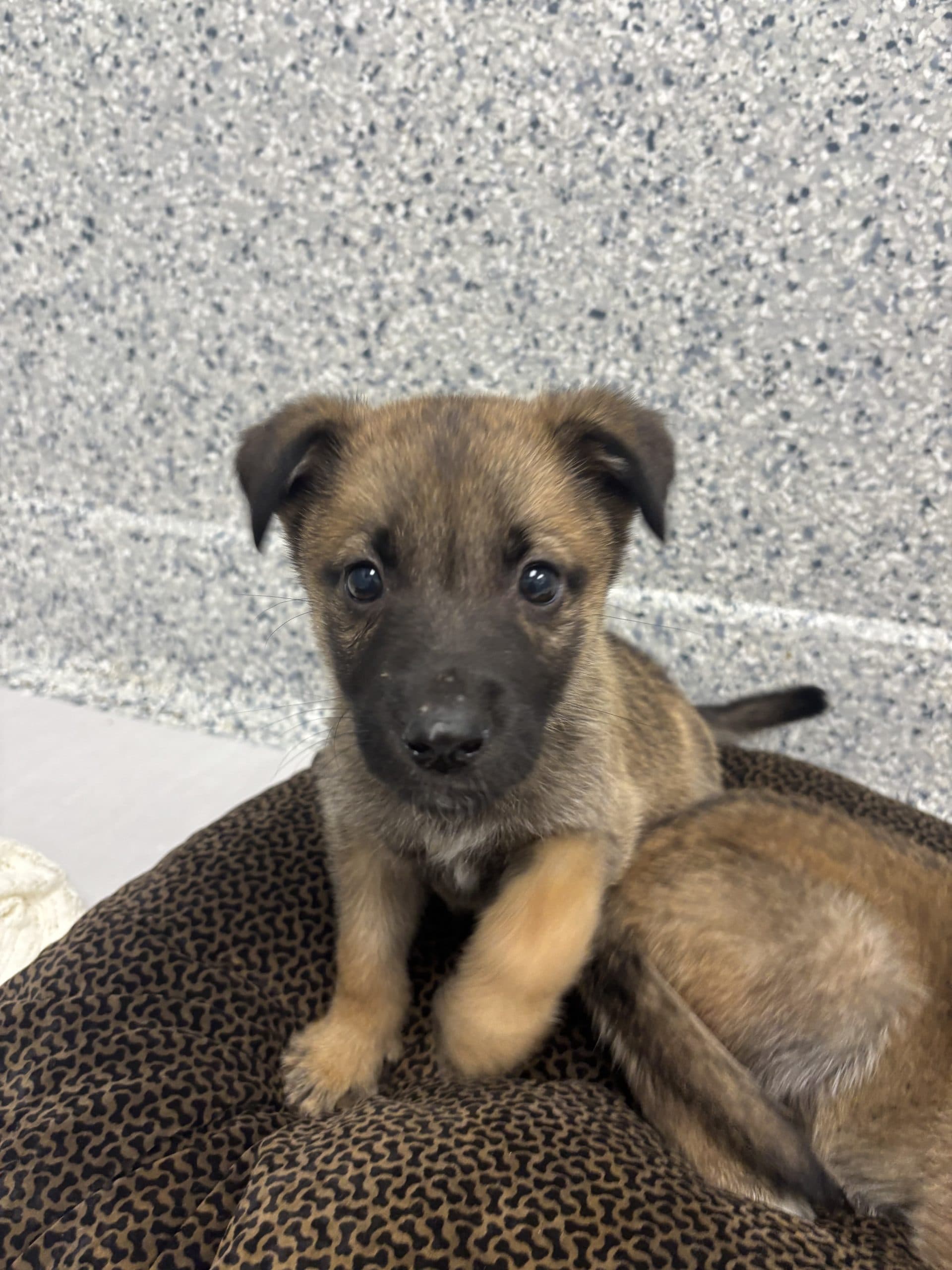 Alex - Medium-large breed x available for adoption at Winnipeg Pet Rescue Shelter in Winnipeg