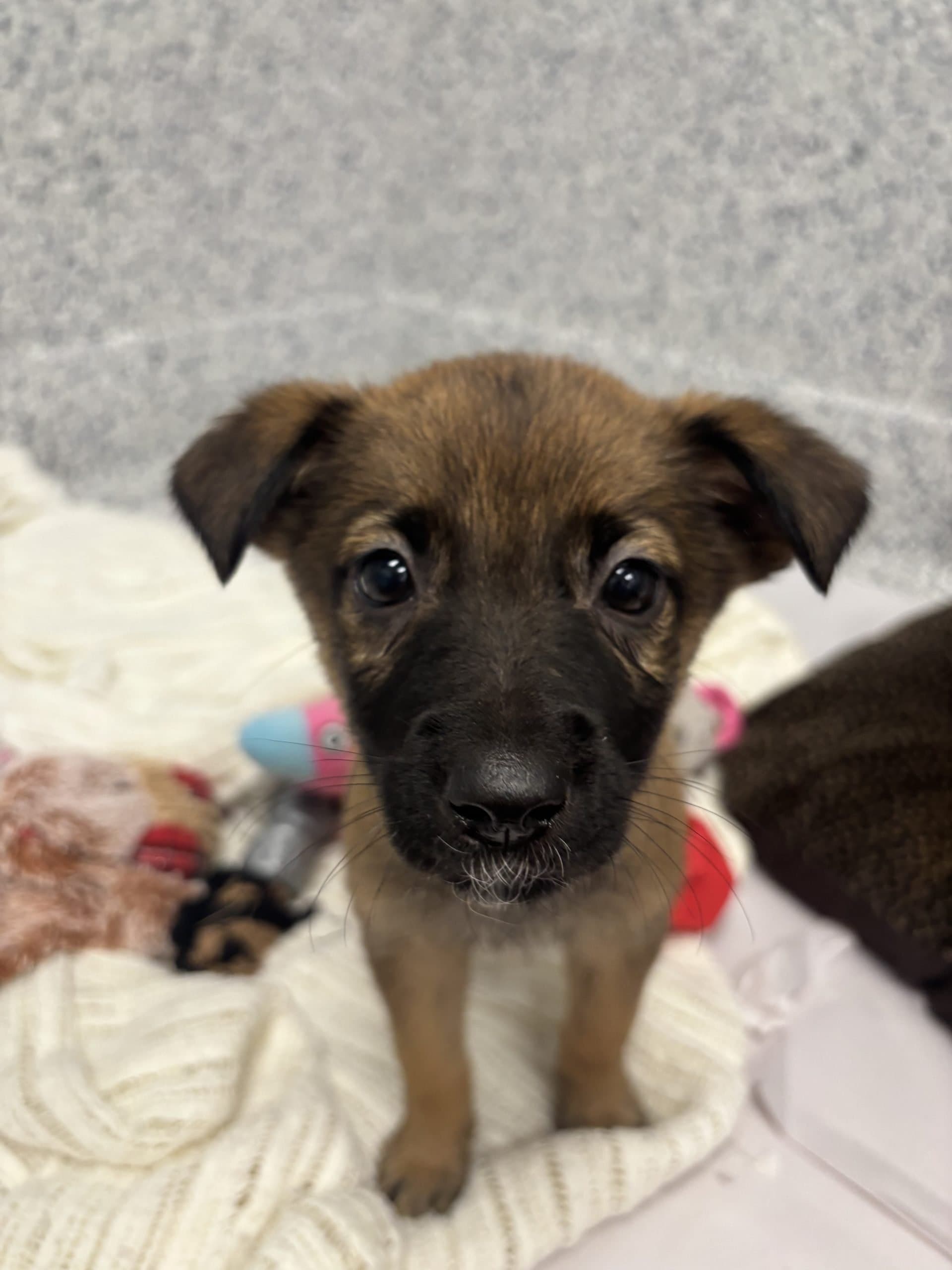 Lily - Medium-large breed x available for adoption