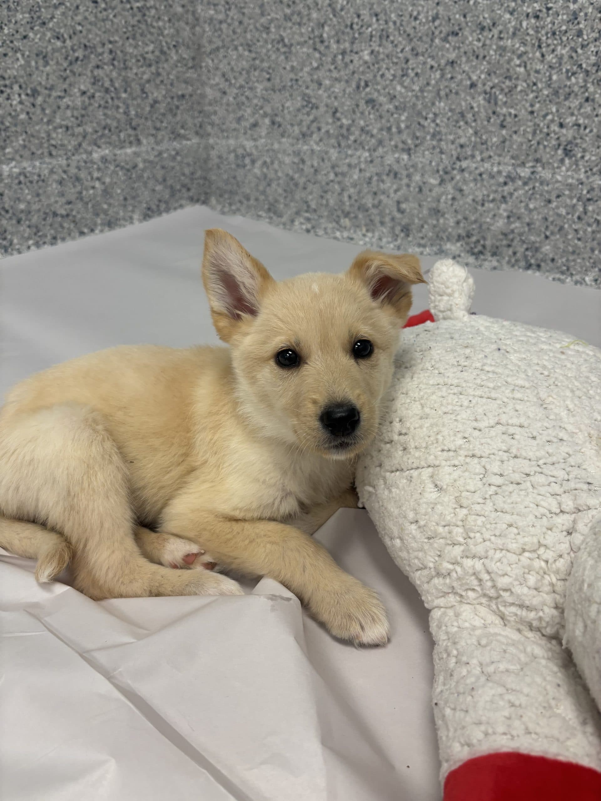 Claire - Medium-large breed x available for adoption at Winnipeg Pet Rescue Shelter in Winnipeg