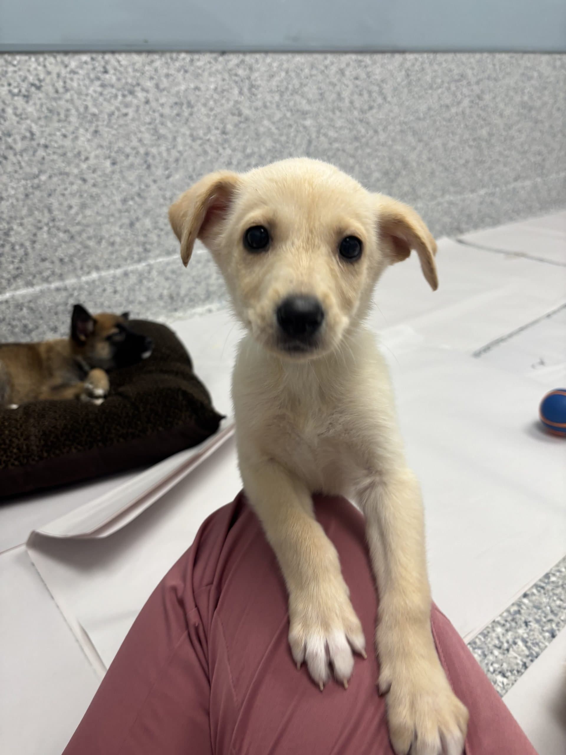 Gloria - Medium-large breed x available for adoption at Winnipeg Pet Rescue Shelter in Winnipeg