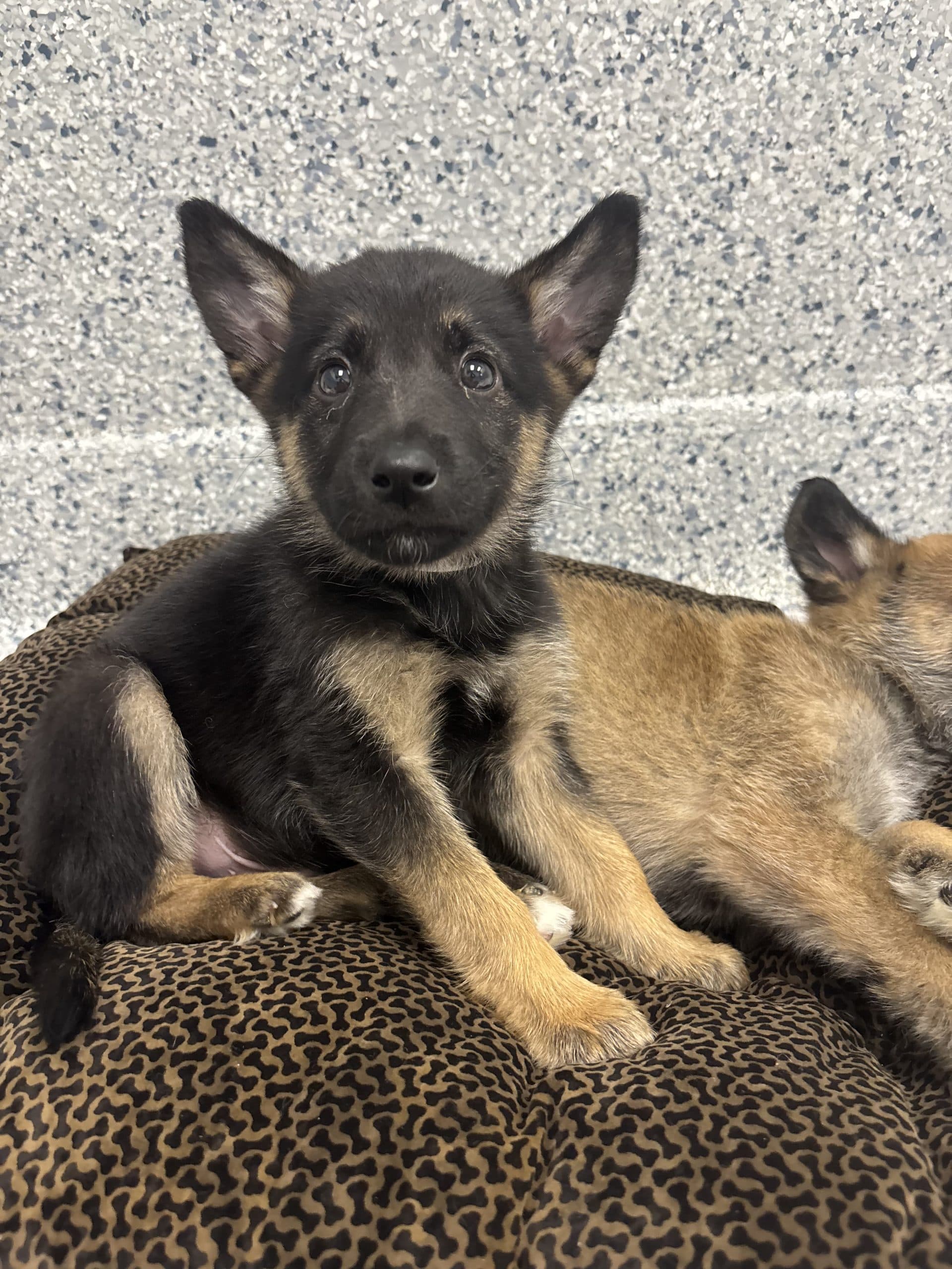 Phil - Medium-large breed x available for adoption at Winnipeg Pet Rescue Shelter in Winnipeg