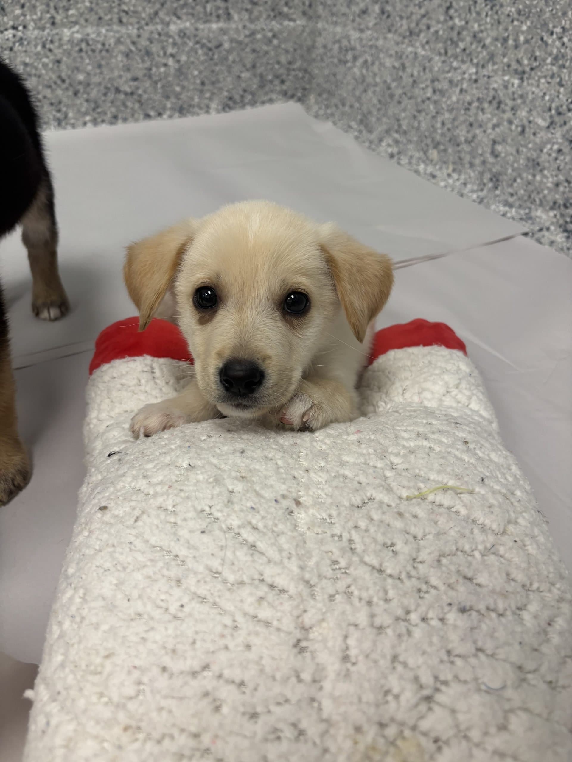 Cam - Medium-large breed x available for adoption at Winnipeg Pet Rescue Shelter in Winnipeg