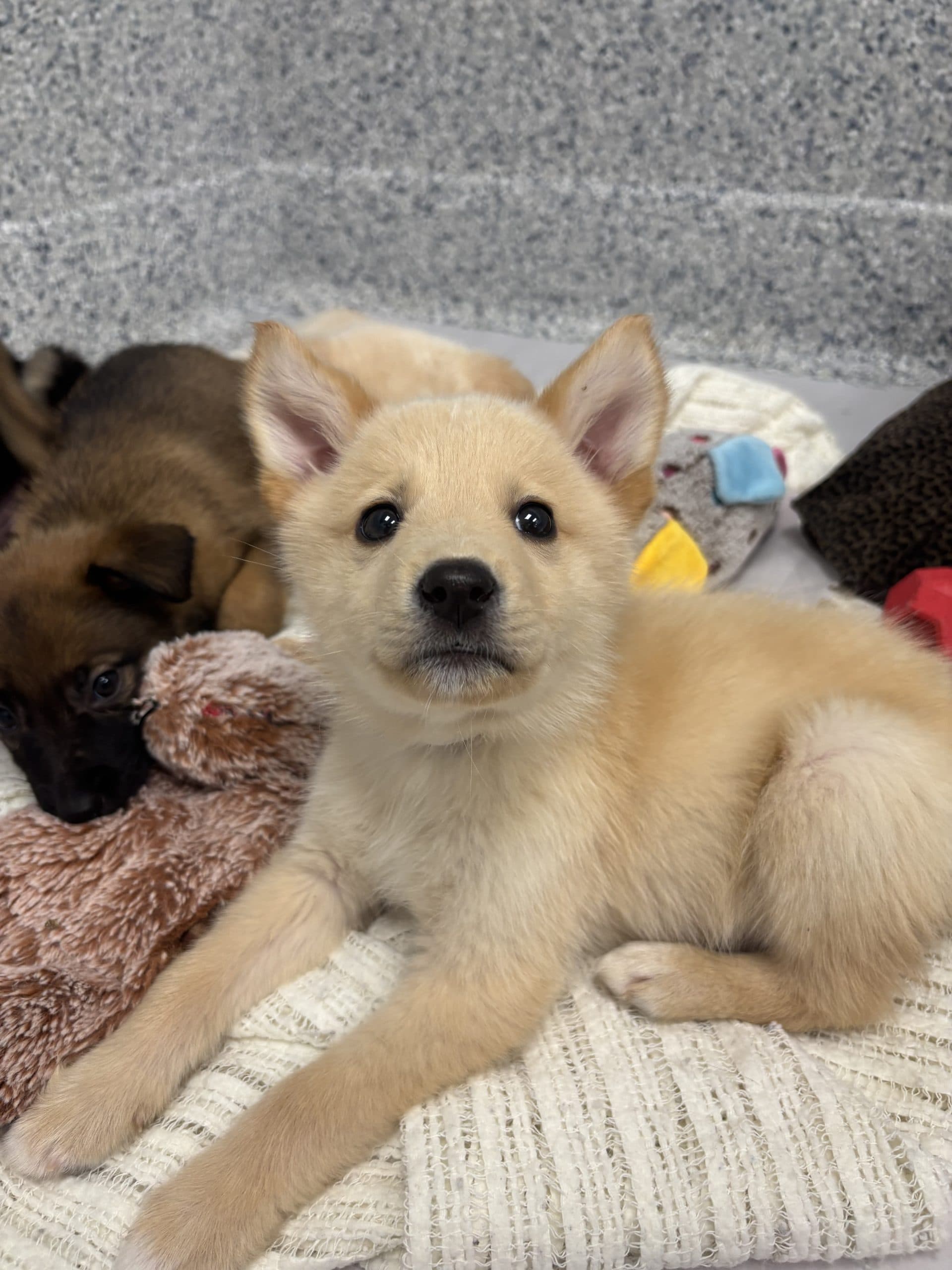 Haley - Medium-large breed x available for adoption