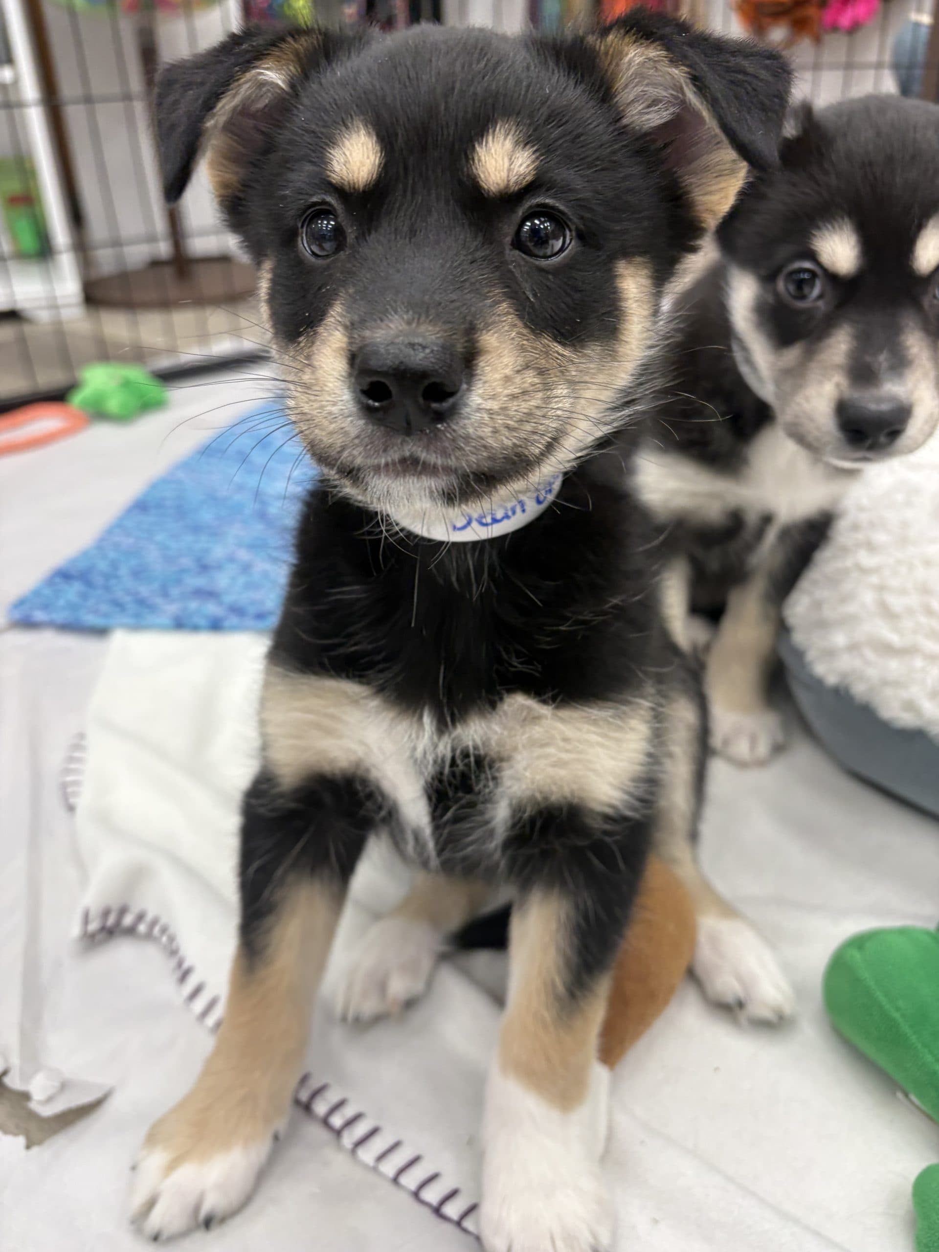 Bean Sprout - Medium-large breed mix available for adoption in Manitoba