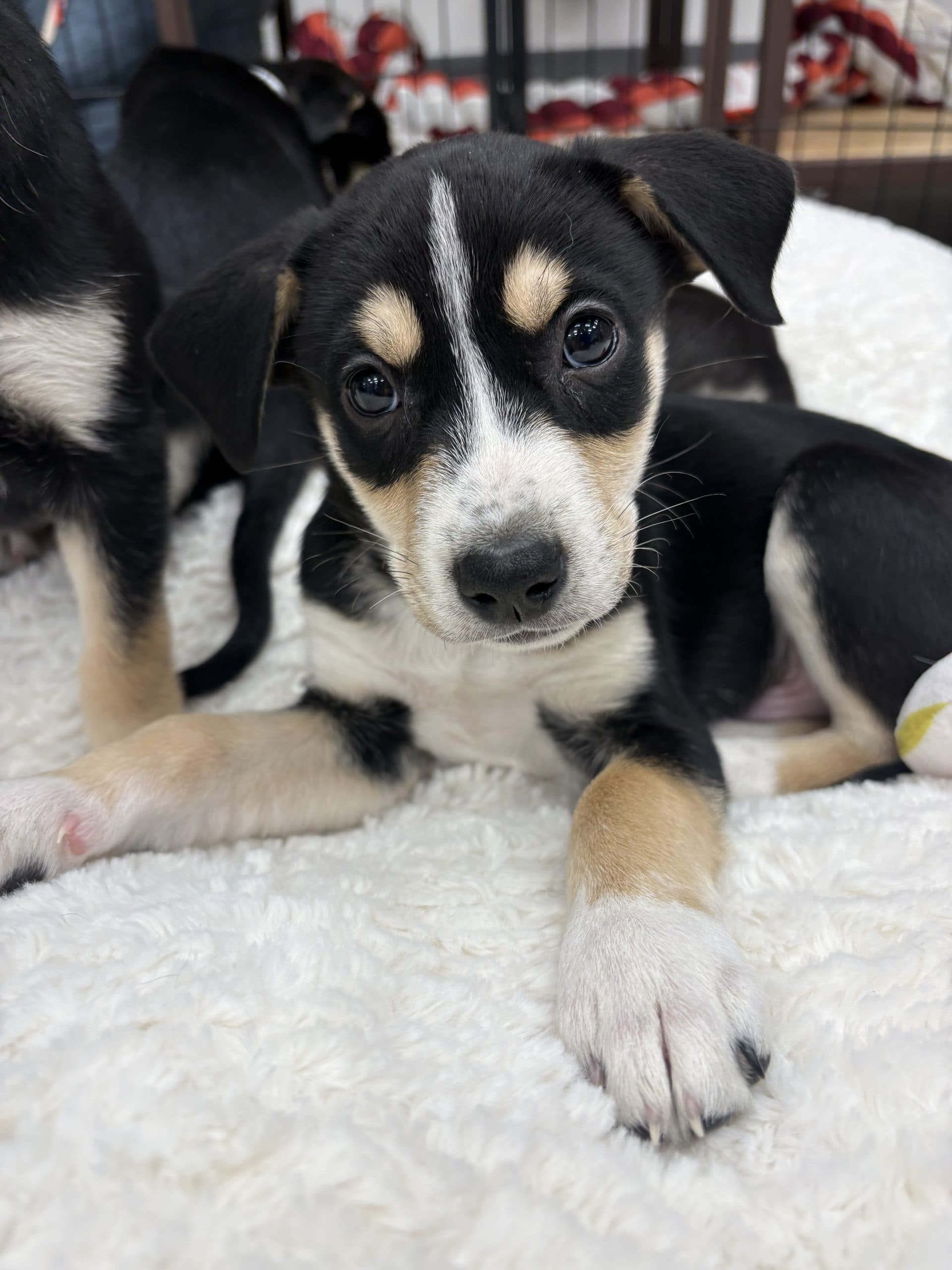 Corn - Medium-large breed mix available for adoption in Manitoba