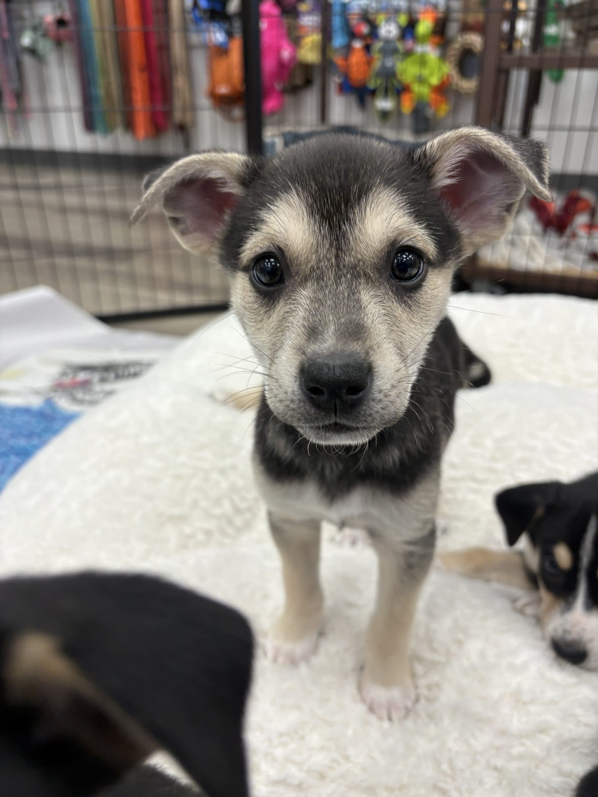Broccoli - Medium-large breed mix available for adoption in Manitoba