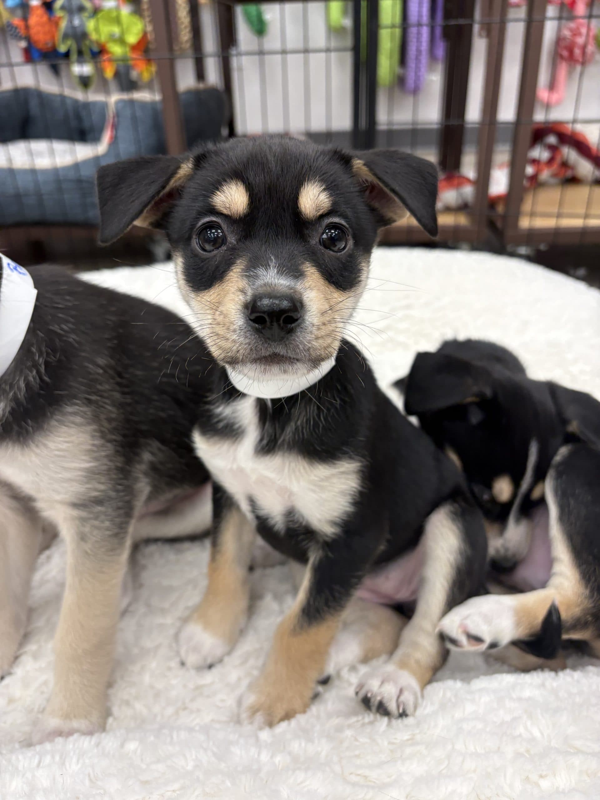 Pepper - Medium-large breed mix available for adoption in Manitoba