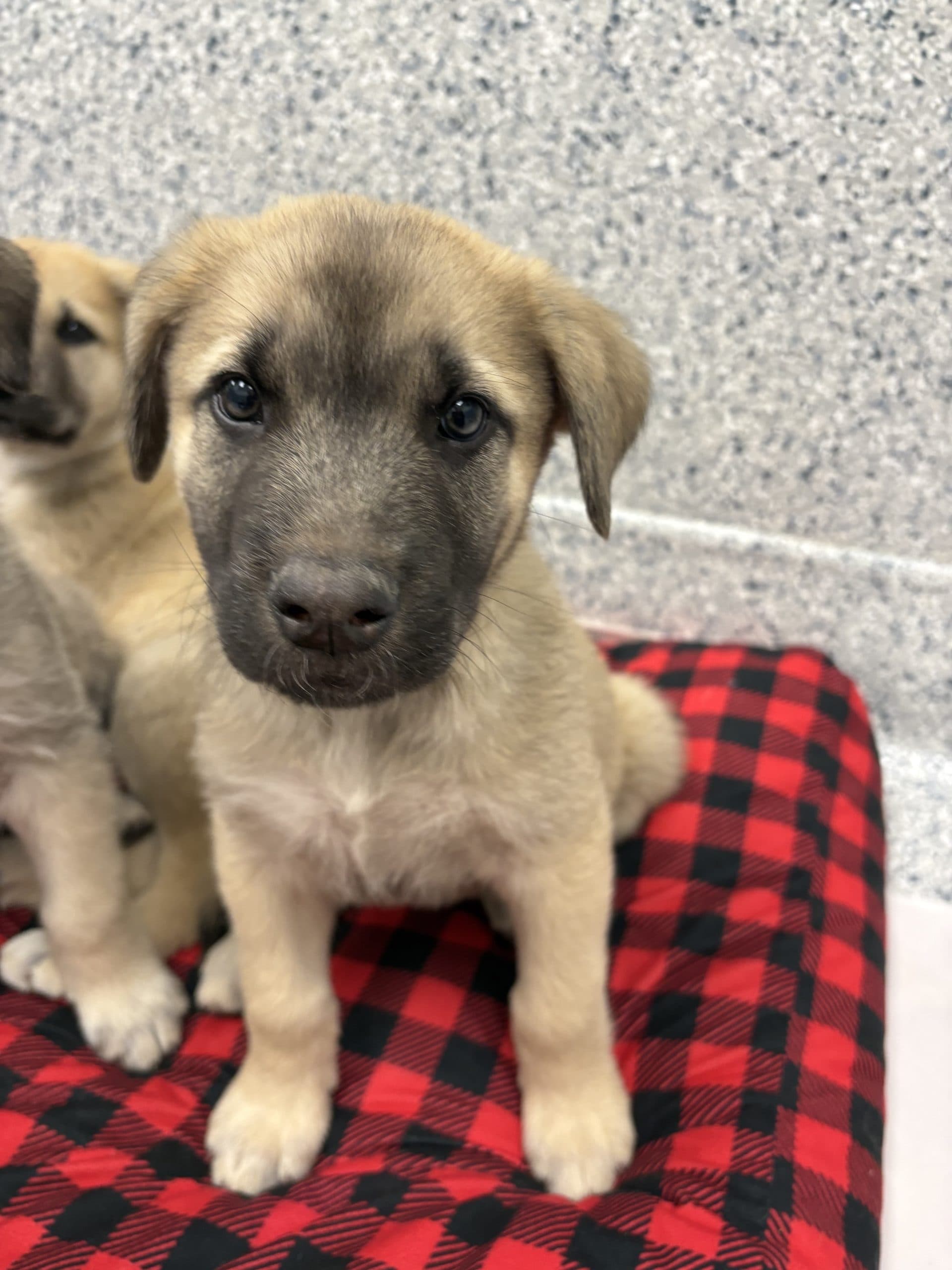 Hawaiian Tropic - Shepherd x available for adoption at Winnipeg Pet Rescue Shelter in Winnipeg