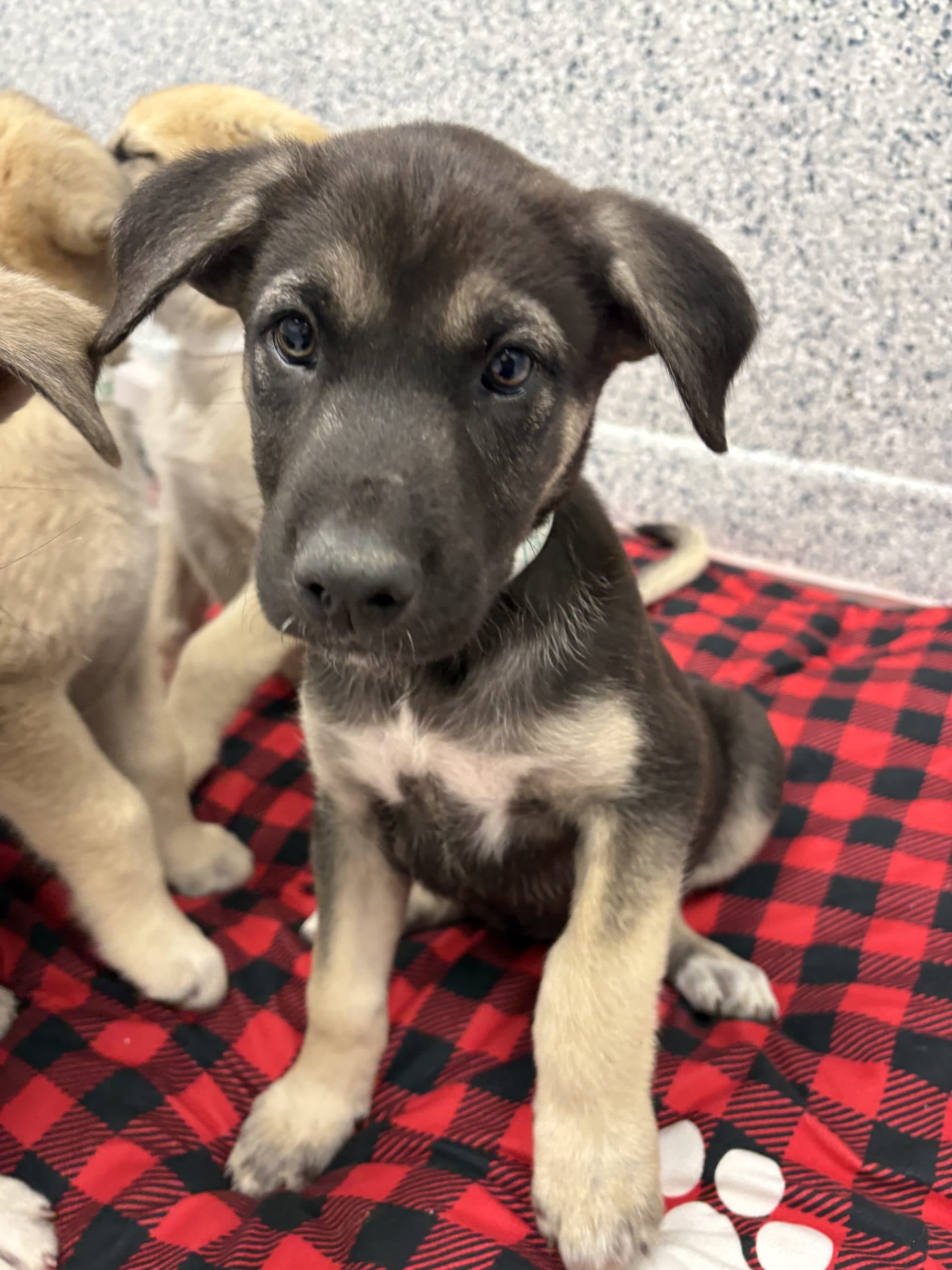 La Roche - Shepherd x available for adoption at Winnipeg Pet Rescue Shelter in Winnipeg