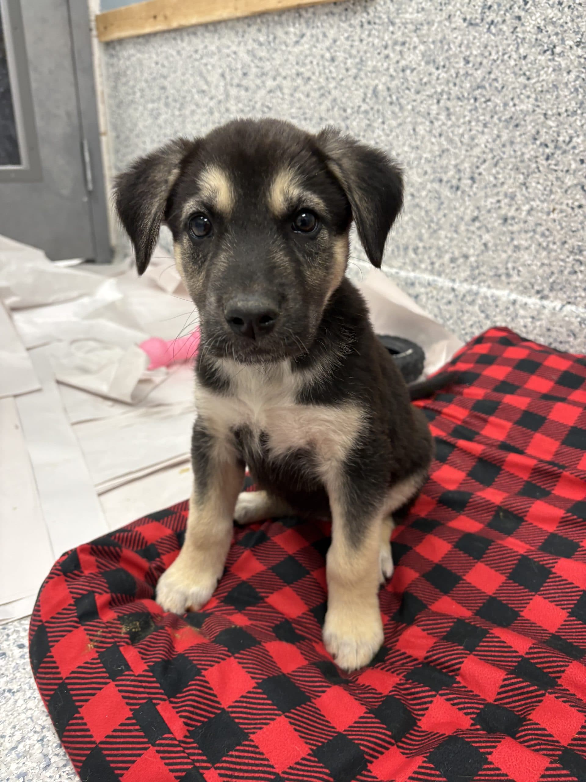 Vichy - Shepherd x available for adoption at Winnipeg Pet Rescue Shelter in Winnipeg