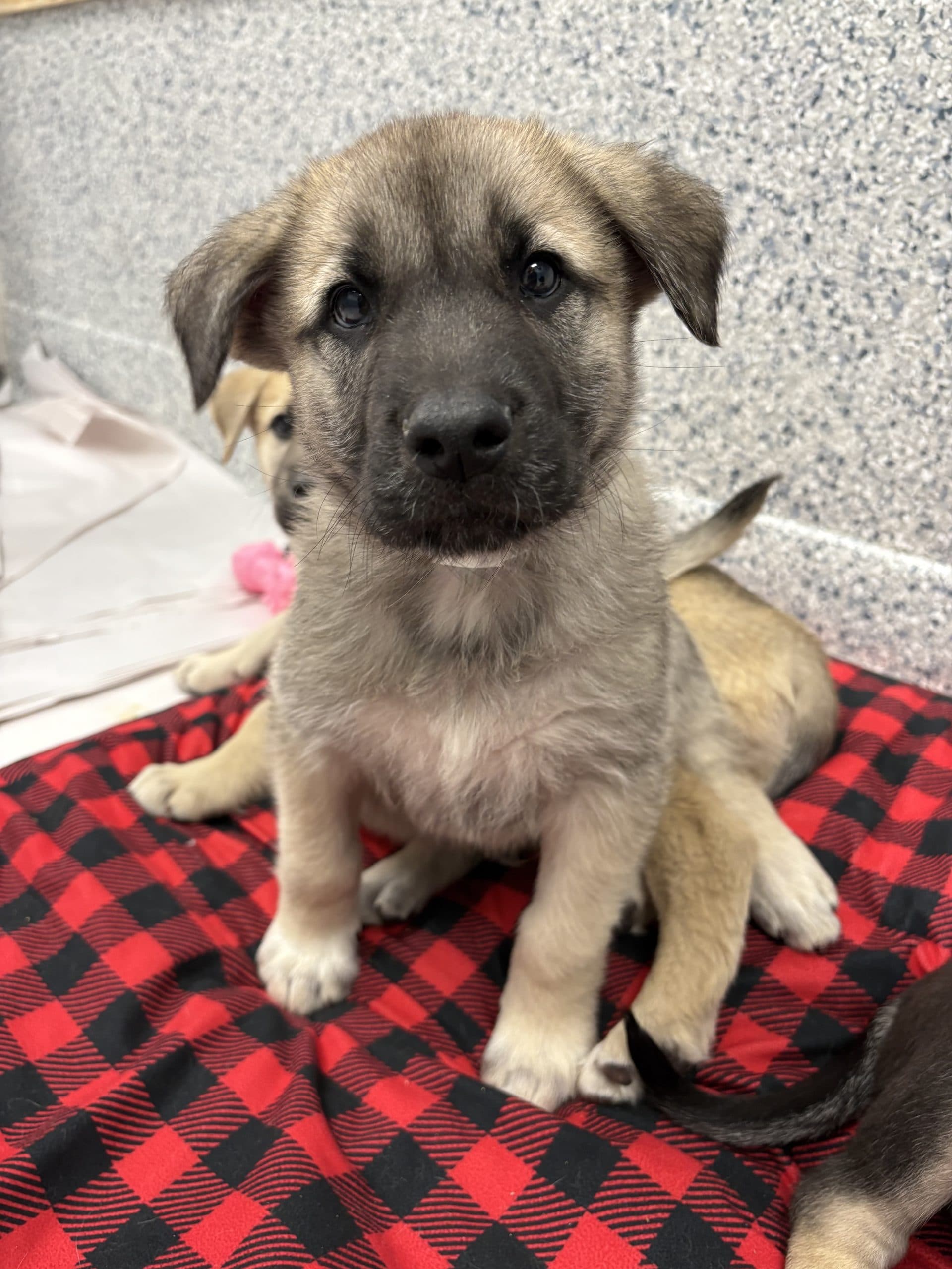 Banana Boat - Shepherd x available for adoption at Winnipeg Pet Rescue Shelter in Winnipeg