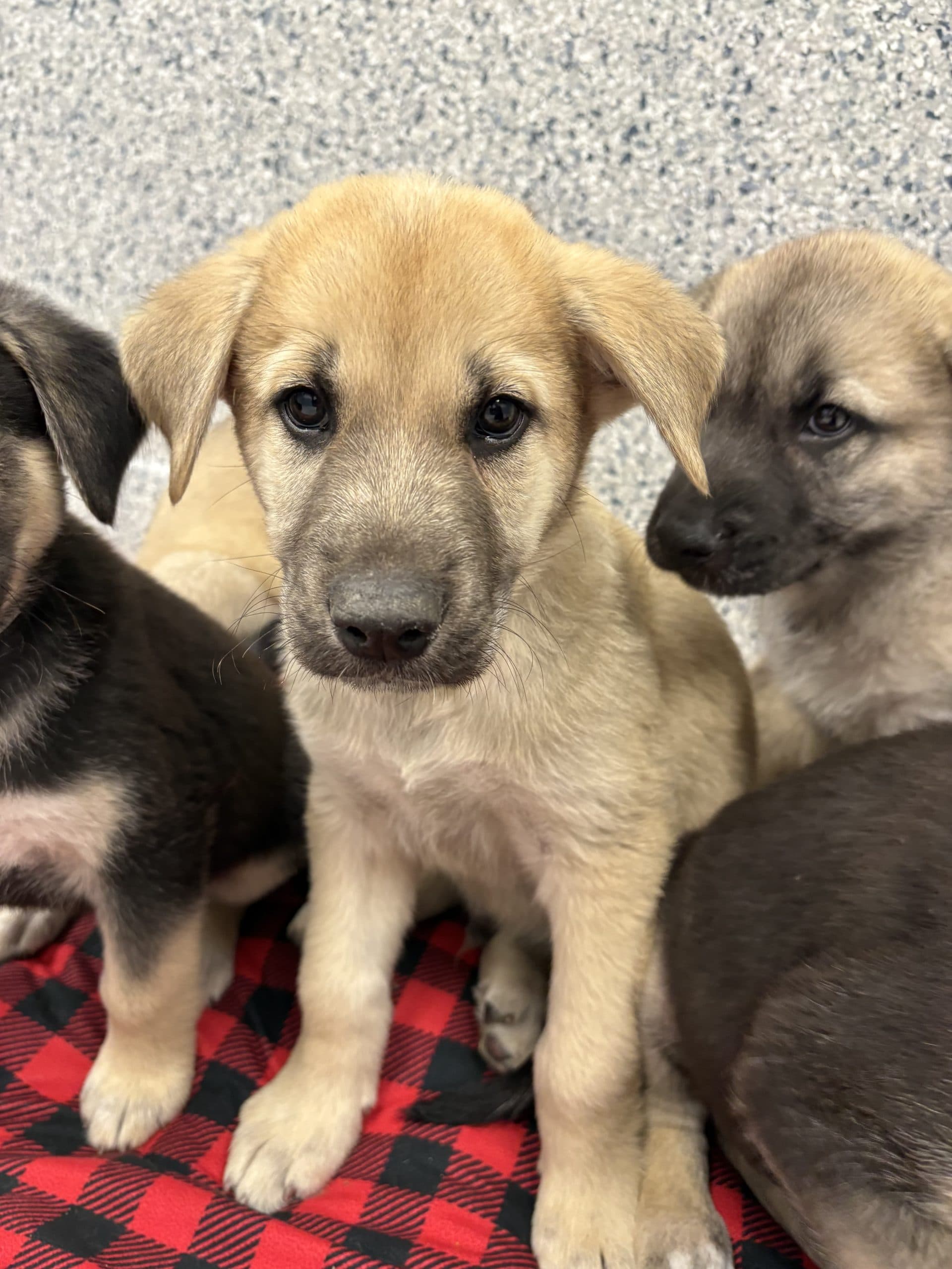 Coppertone - Shepherd x available for adoption at Winnipeg Pet Rescue Shelter in Winnipeg