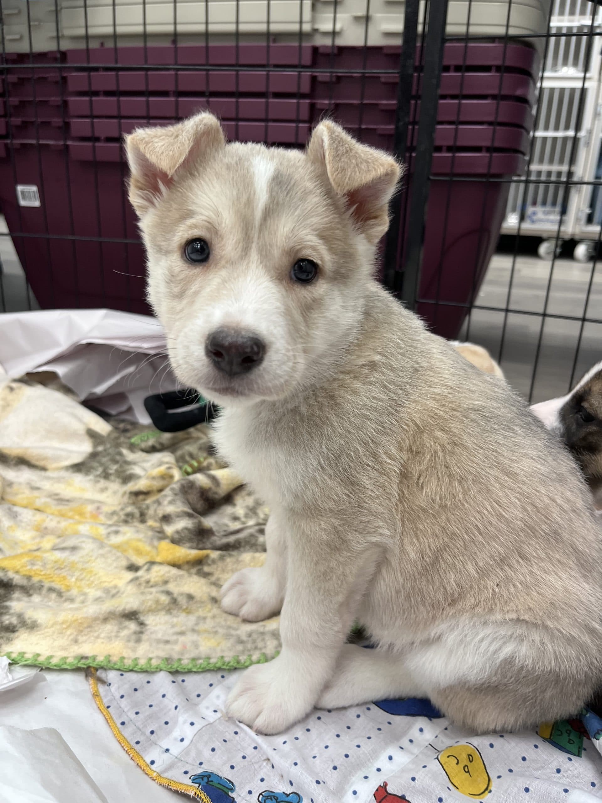 Sangria - Large breed mix available for adoption in Calgary