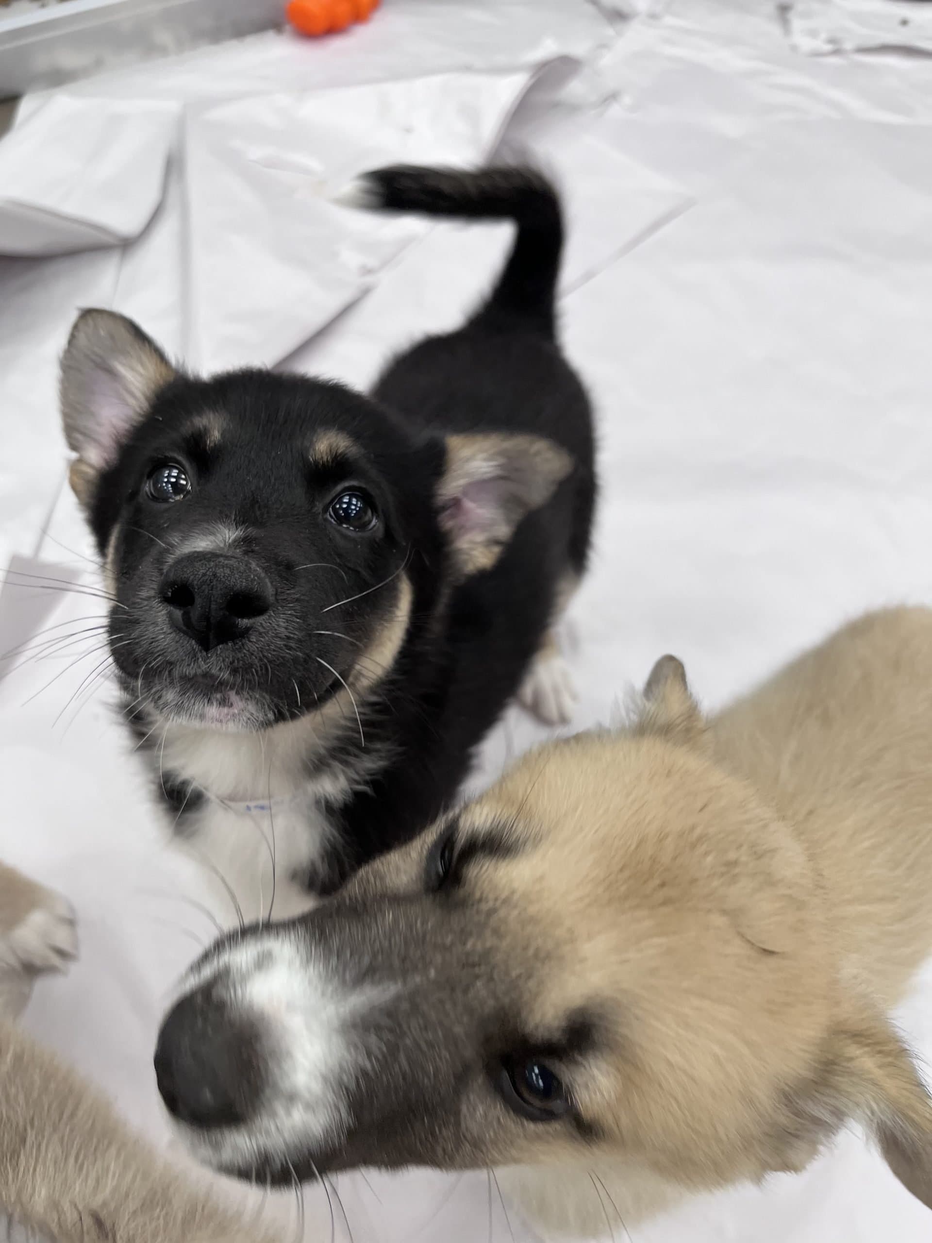 Silver - Shepherd x available for adoption in Calgary