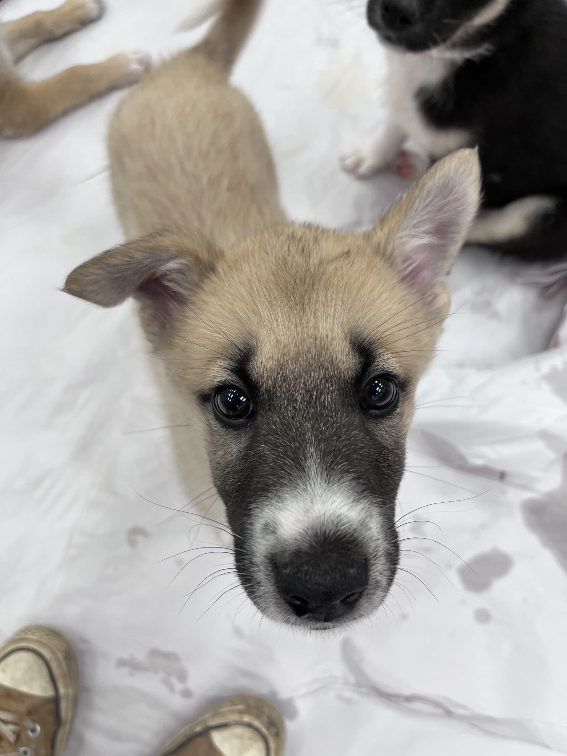 Nickel - Shepherd x available for adoption in Manitoba