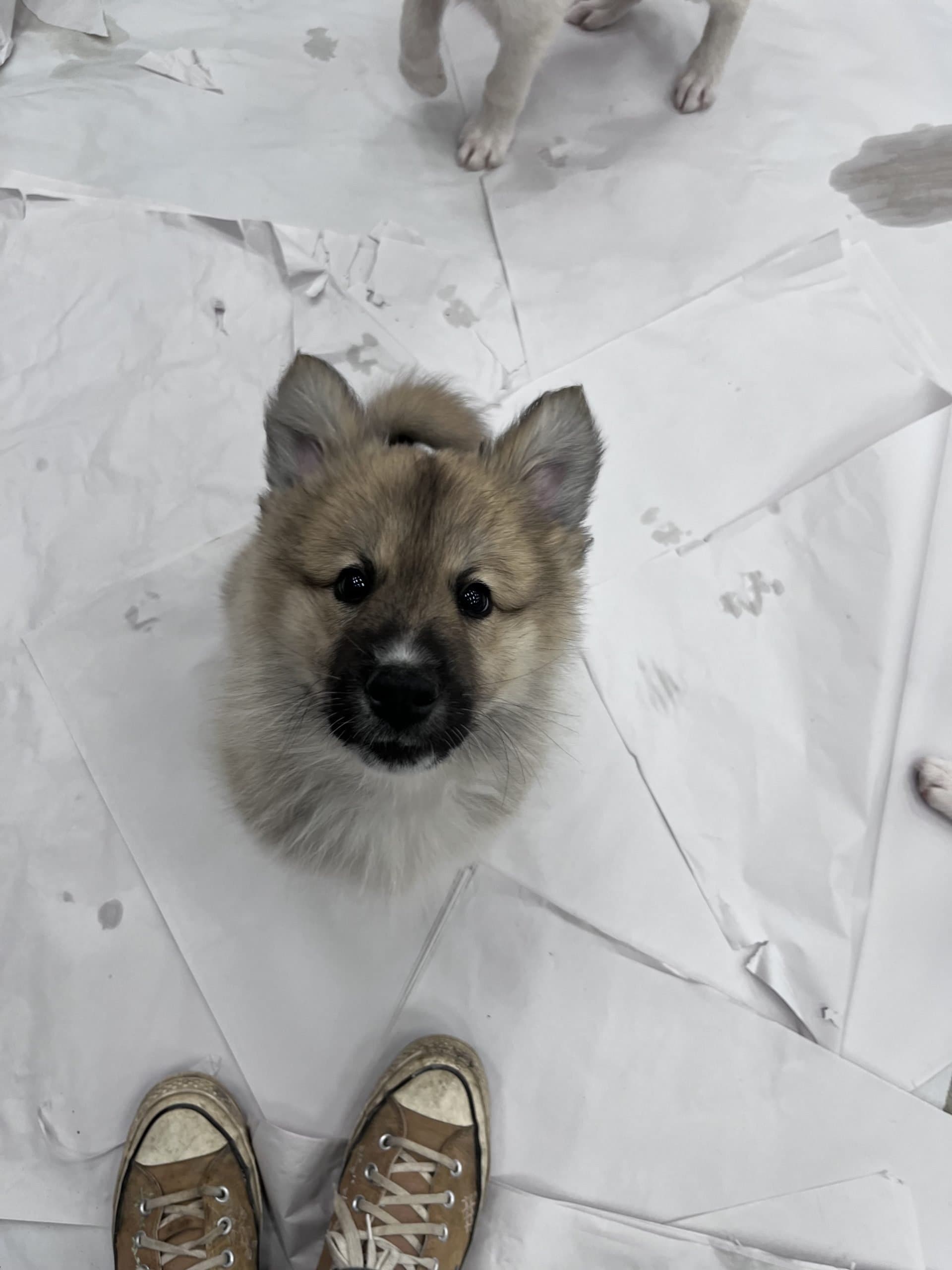 Aluminum - Shepherd x available for adoption in Manitoba