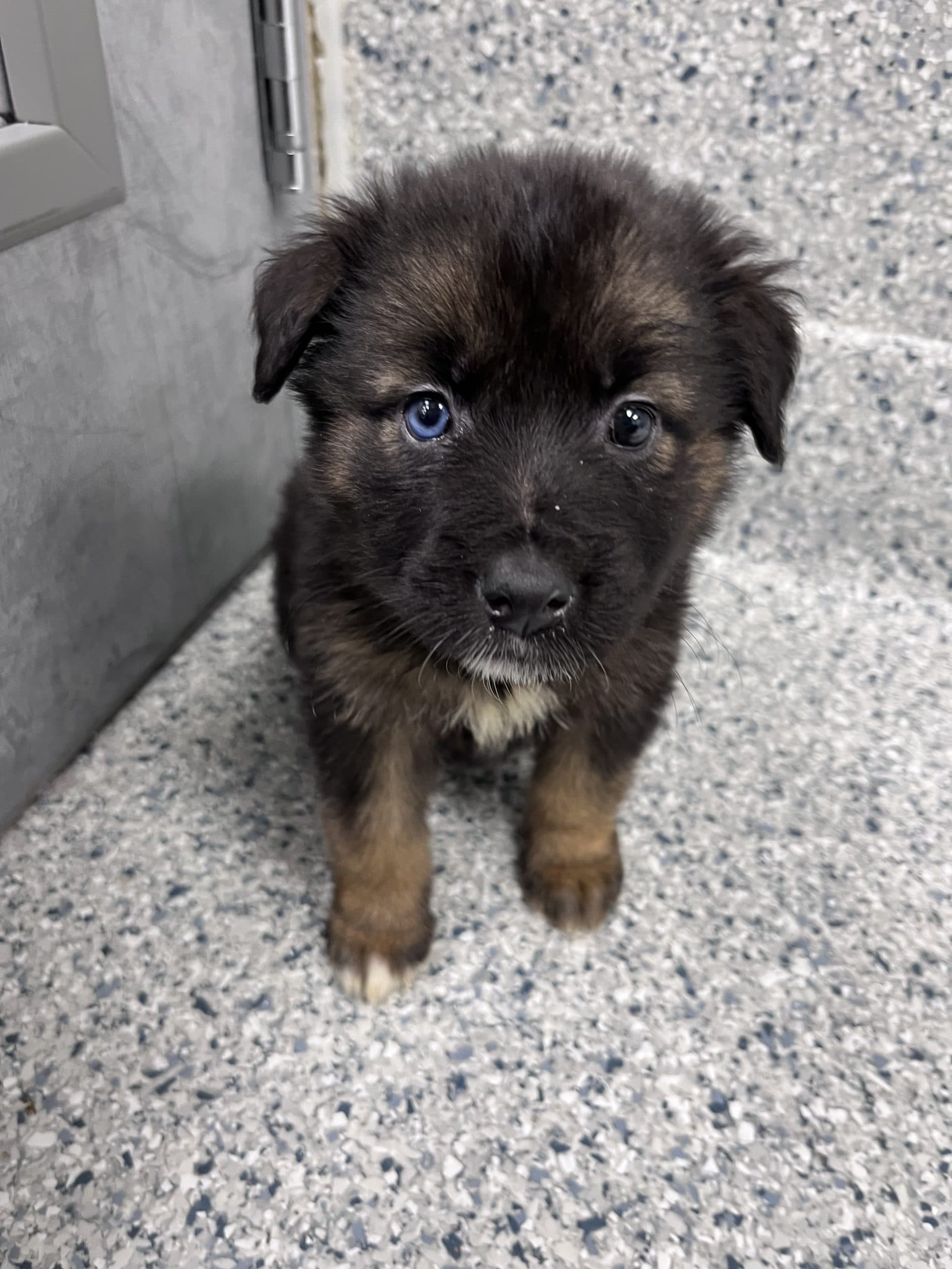 Orchid - Shepherd x available for adoption at Winnipeg Pet Rescue Shelter in Winnipeg