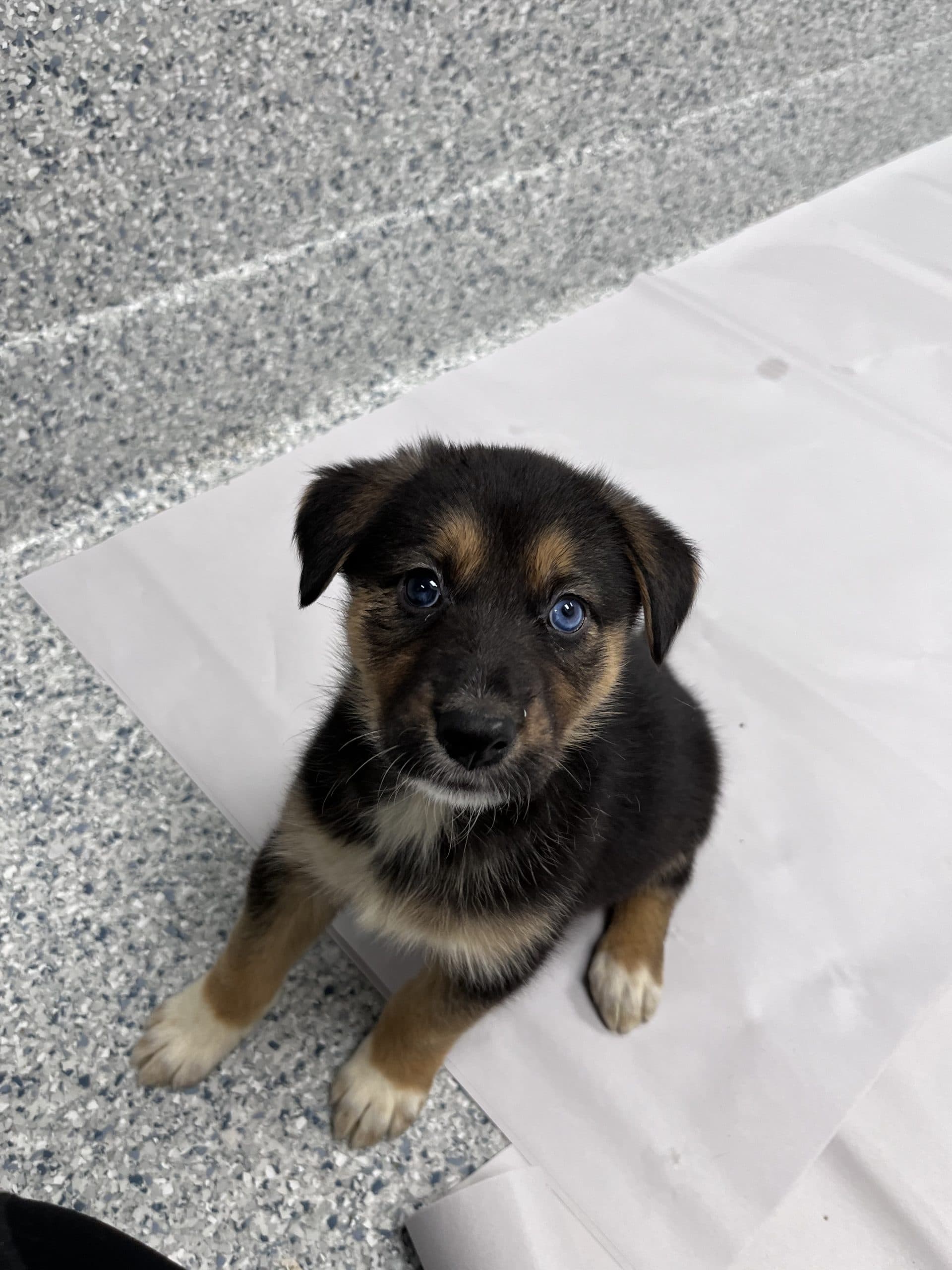 Blue Bell - Shepherd x available for adoption at Winnipeg Pet Rescue Shelter in Winnipeg