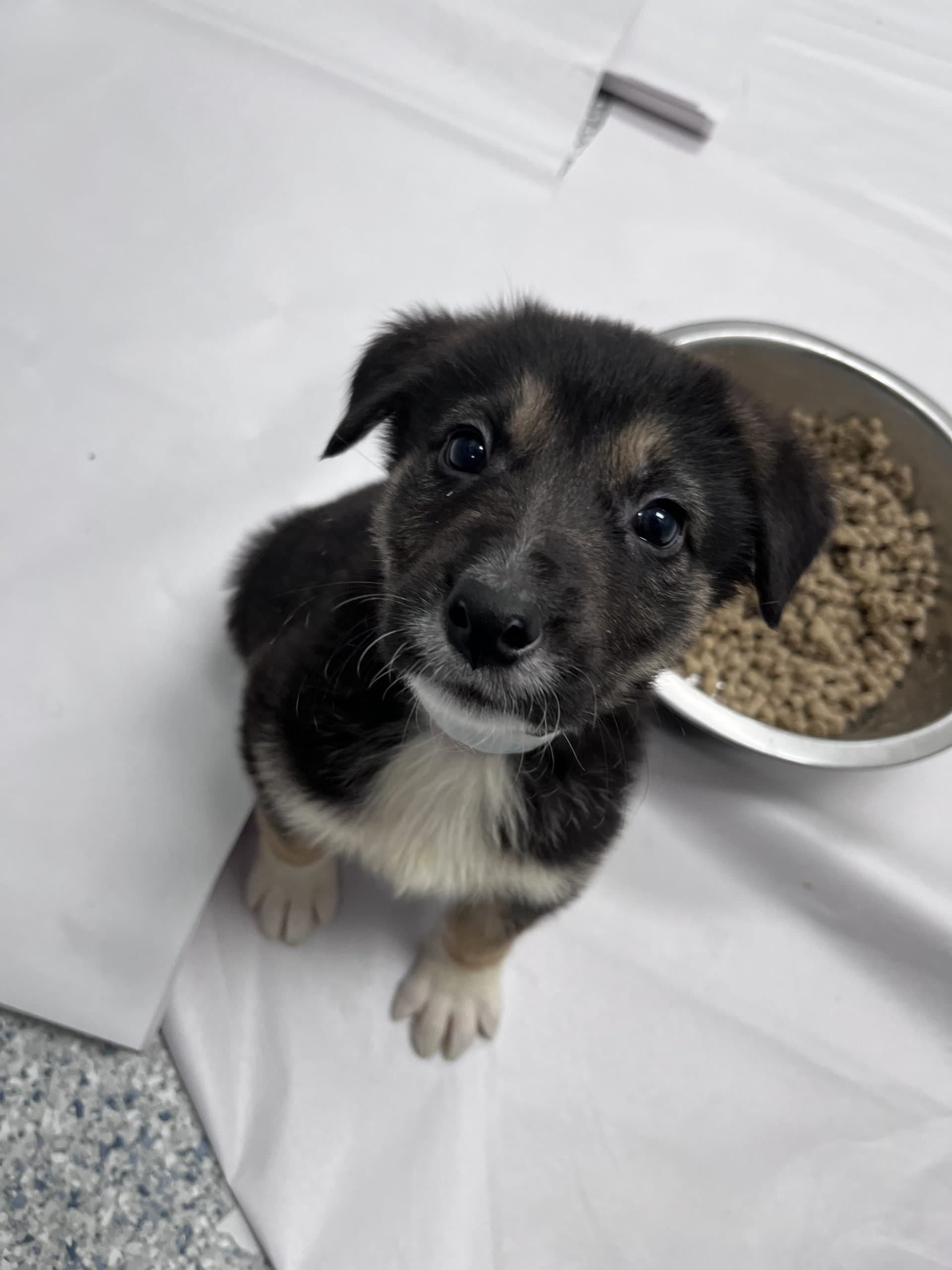 Dill - Shepherd x available for adoption at Winnipeg Pet Rescue Shelter in Winnipeg