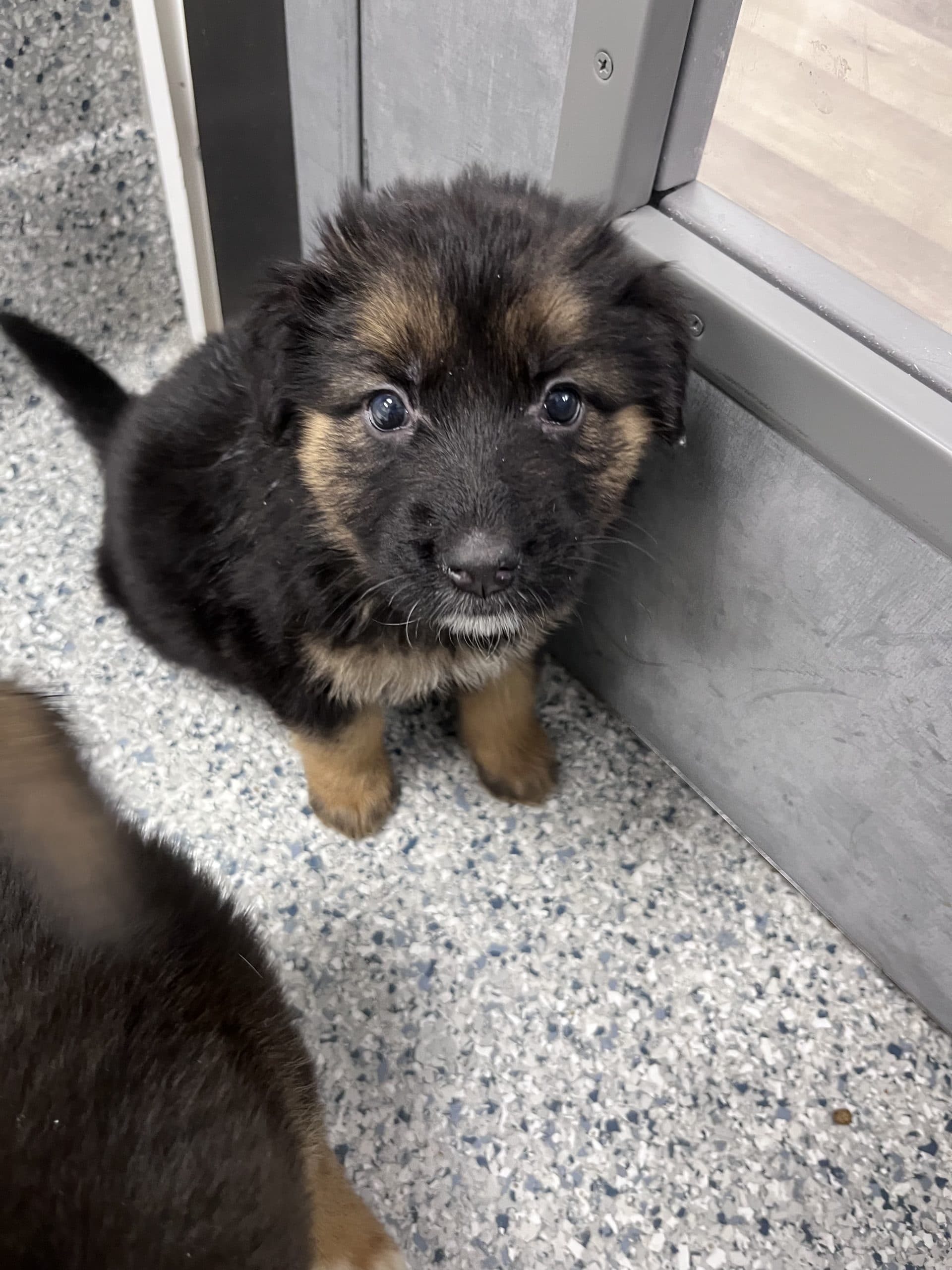 Evergreen - Shepherd x available for adoption at Winnipeg Pet Rescue Shelter in Winnipeg