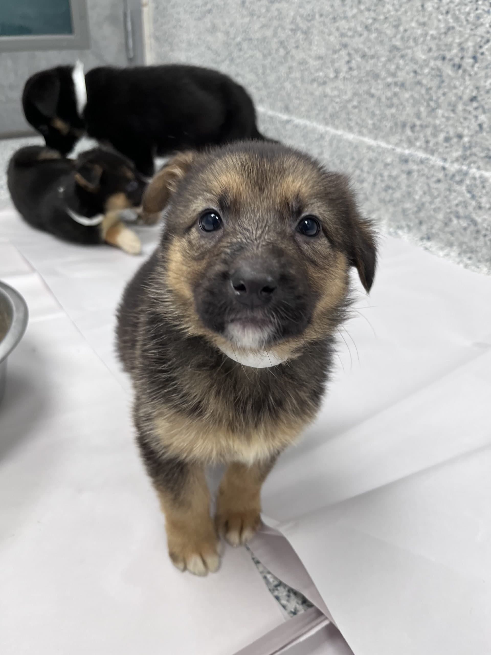 Fern - Shepherd x available for adoption at Winnipeg Pet Rescue Shelter in Winnipeg