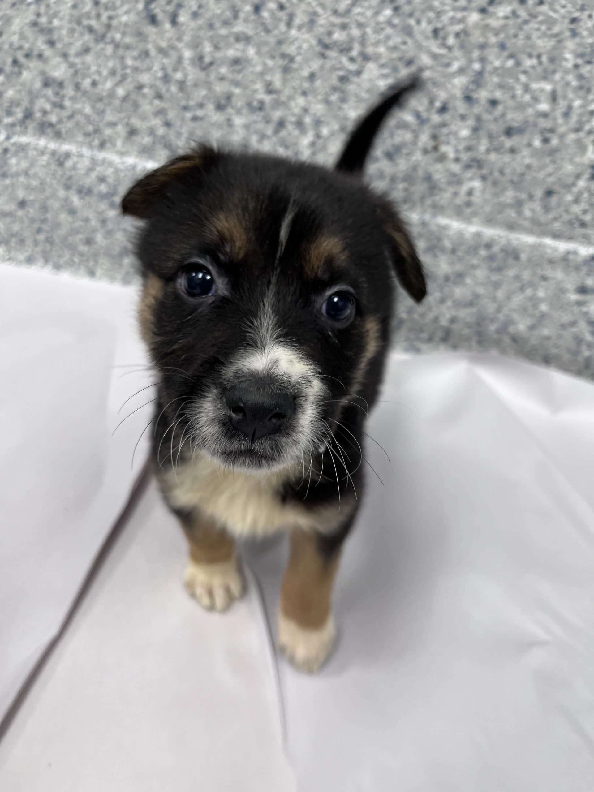 Chive - Shepherd x available for adoption at Winnipeg Pet Rescue Shelter in Winnipeg