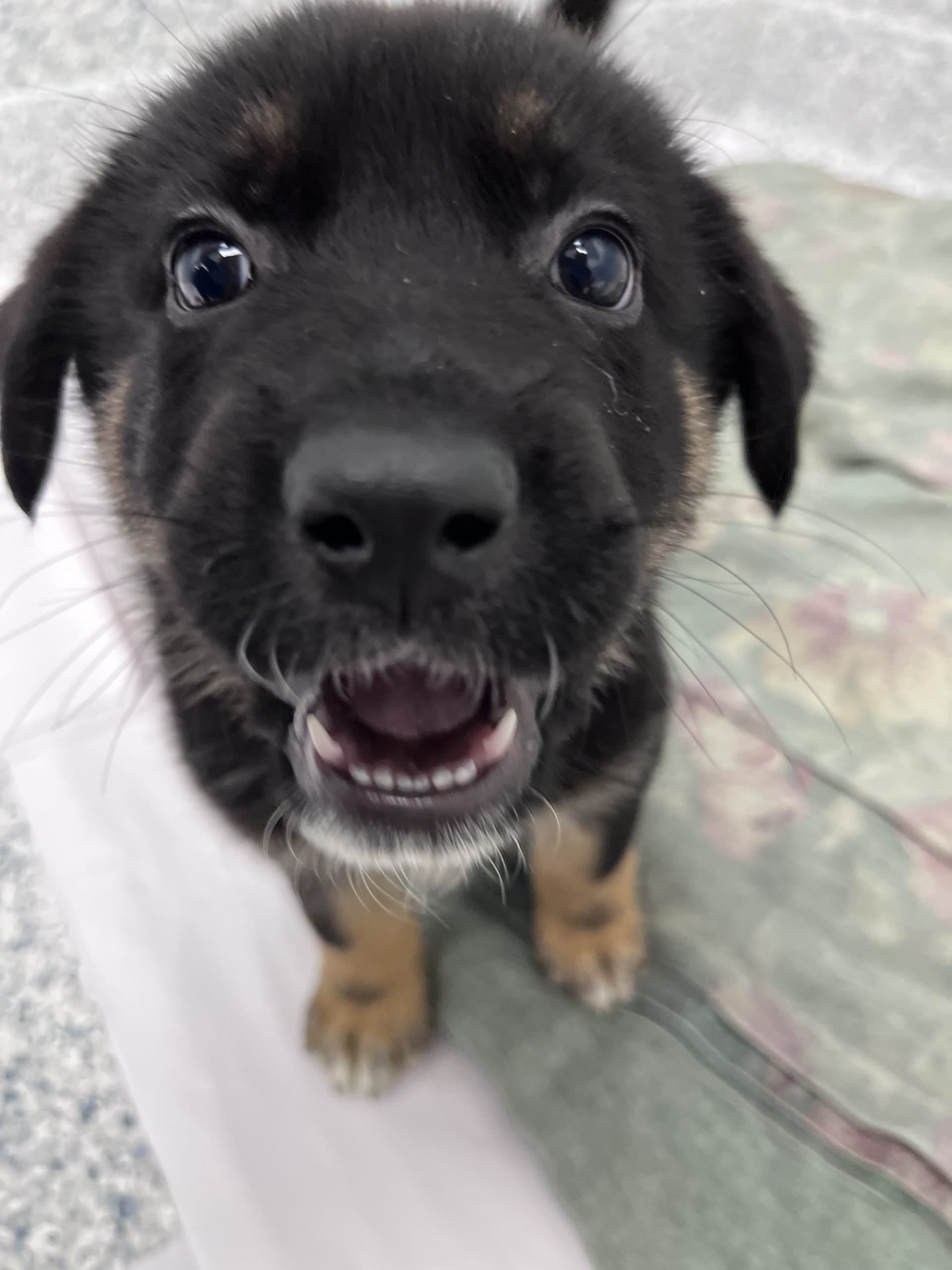 Moss - Shepherd x available for adoption at Winnipeg Pet Rescue Shelter in Winnipeg