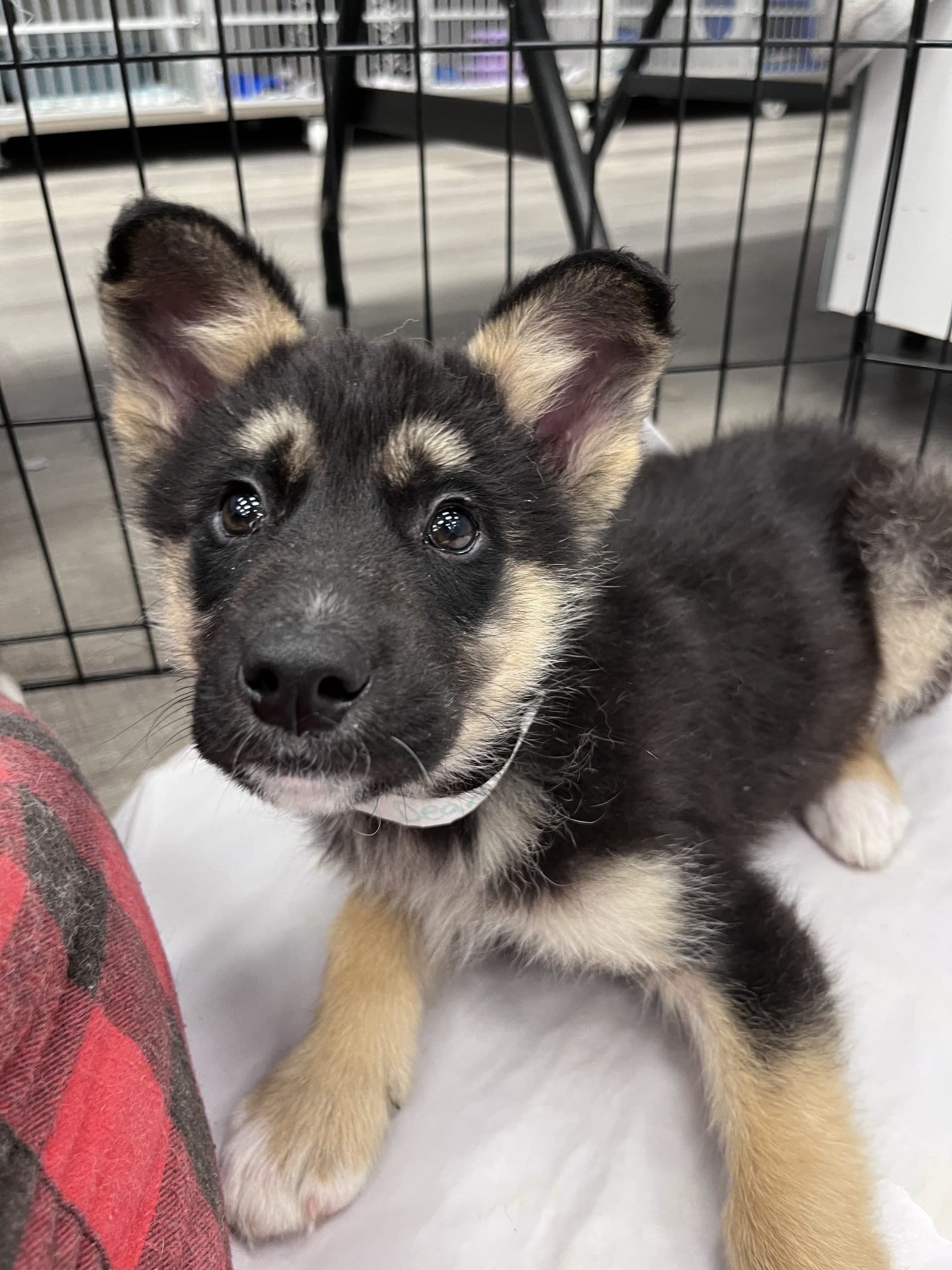 Dean - Shepherd x available for adoption