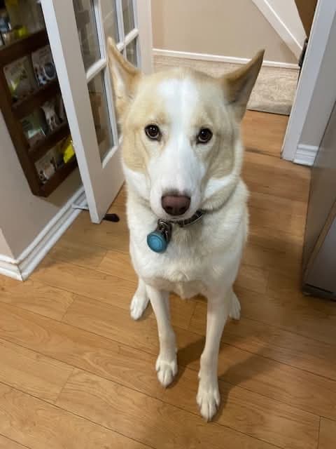 Ako - Husky available for adoption at Rocky Road Rescue in Ontario