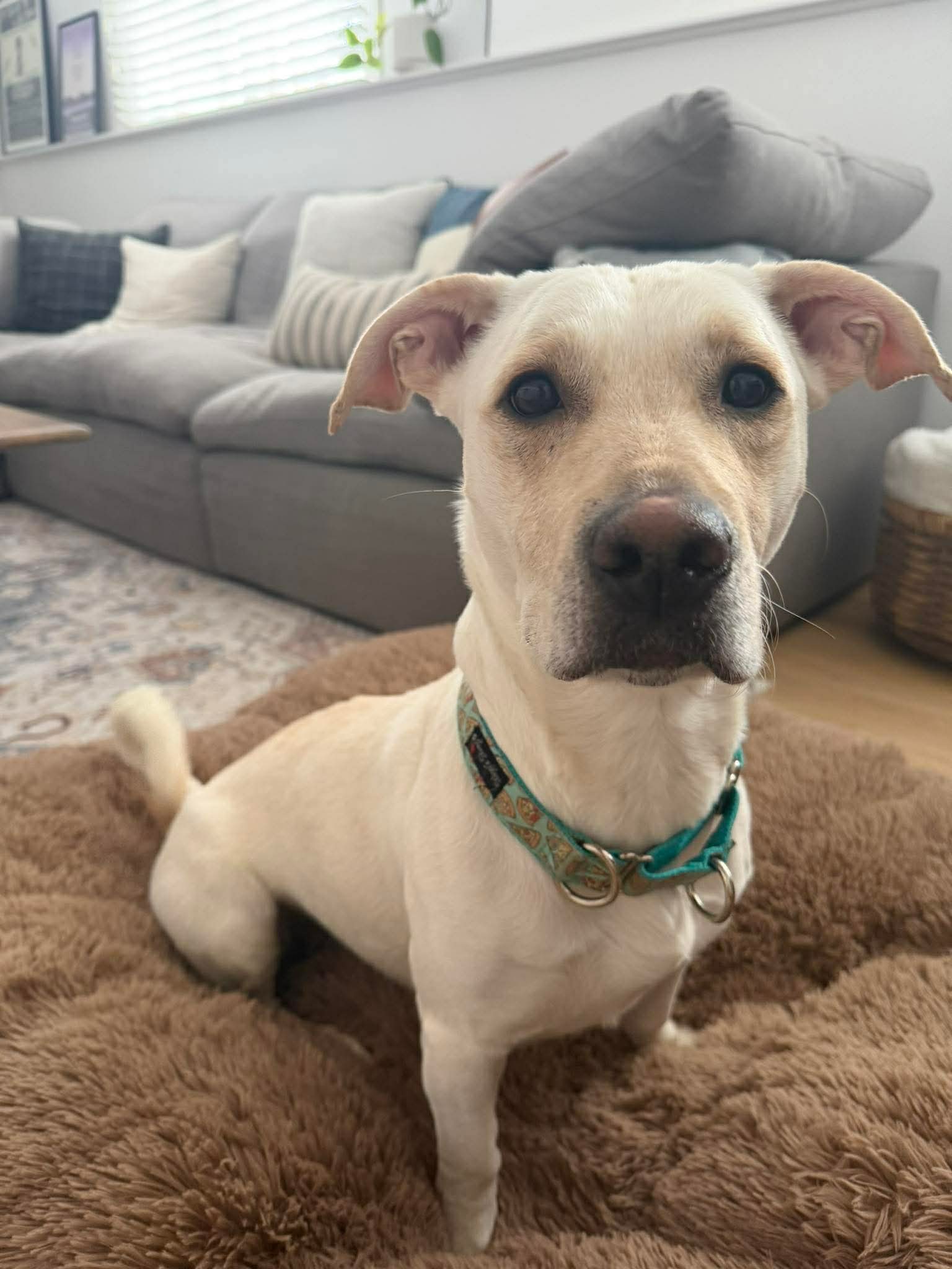 Roxy - Mixed Breed available for adoption at Rocky Road Rescue in Ontario