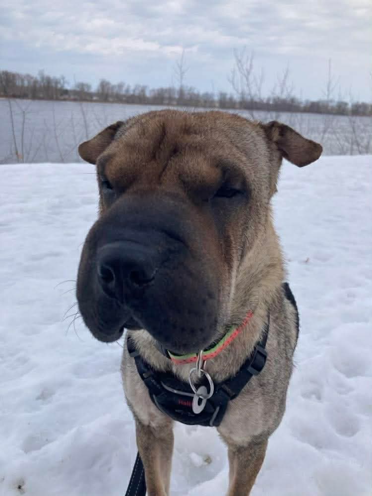 Cannelle - Sharpei (as with all rescues, a mix is possible) available for adoption at Rocky Road Rescue in Ontario