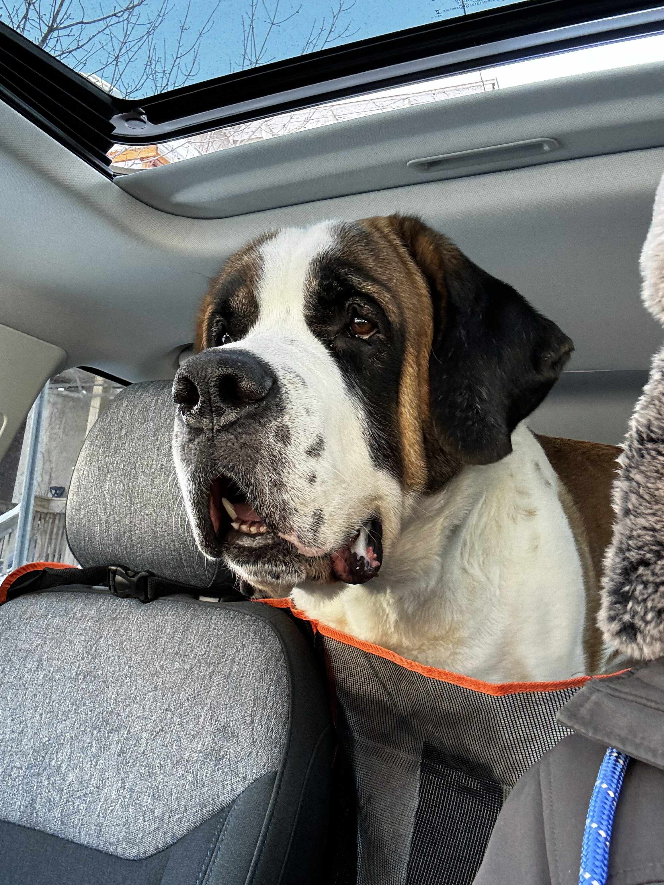 Blitzen - Saint Bernard Mix available for adoption at Rocky Road Rescue in Ontario