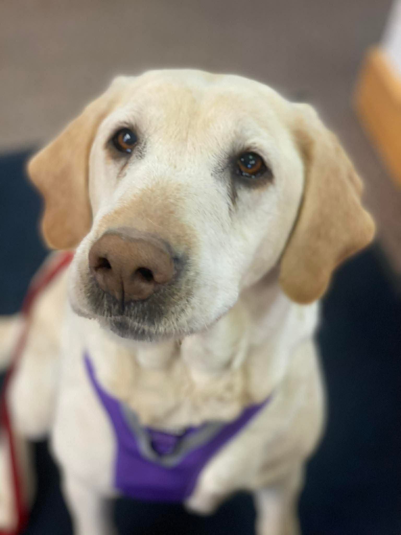 Haven - Lab Mix available for adoption at Rocky Road Rescue in Ontario