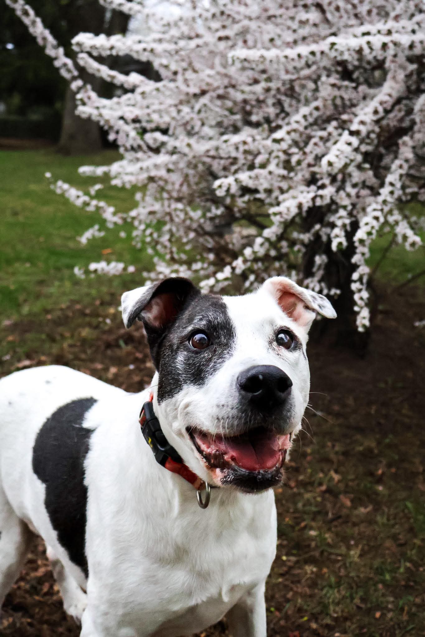 Hayley - Mixed available for adoption at Rocky Road Rescue in Ontario