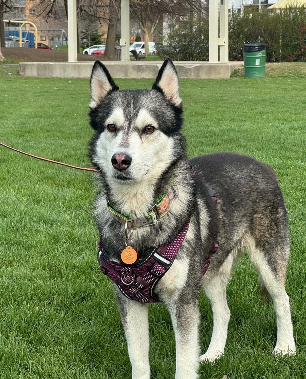 Mike - Husky mix available for adoption at Rocky Road Rescue in Ontario