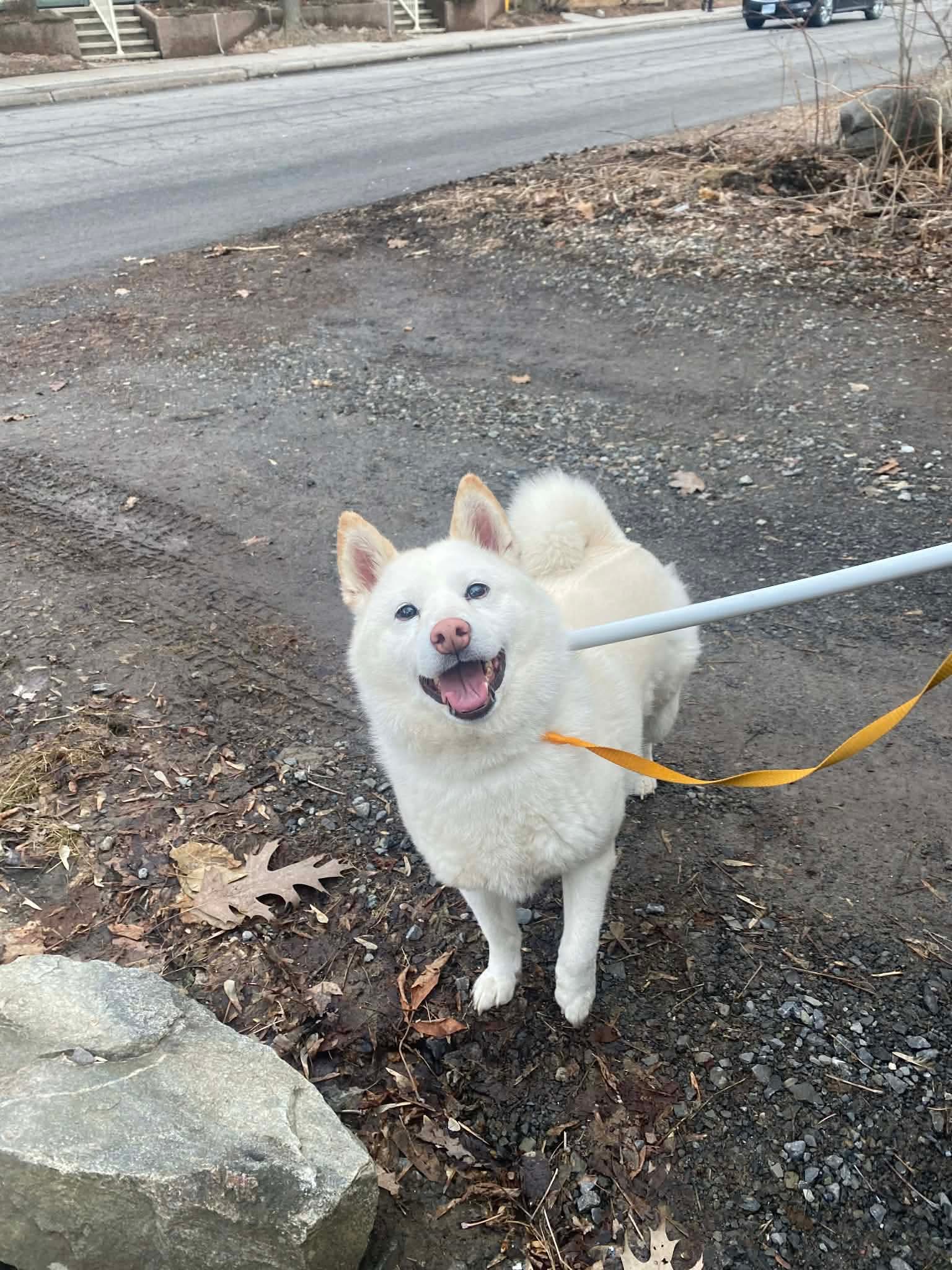Storm - Shiba (maybe a mix) available for adoption at Rocky Road Rescue in Ontario