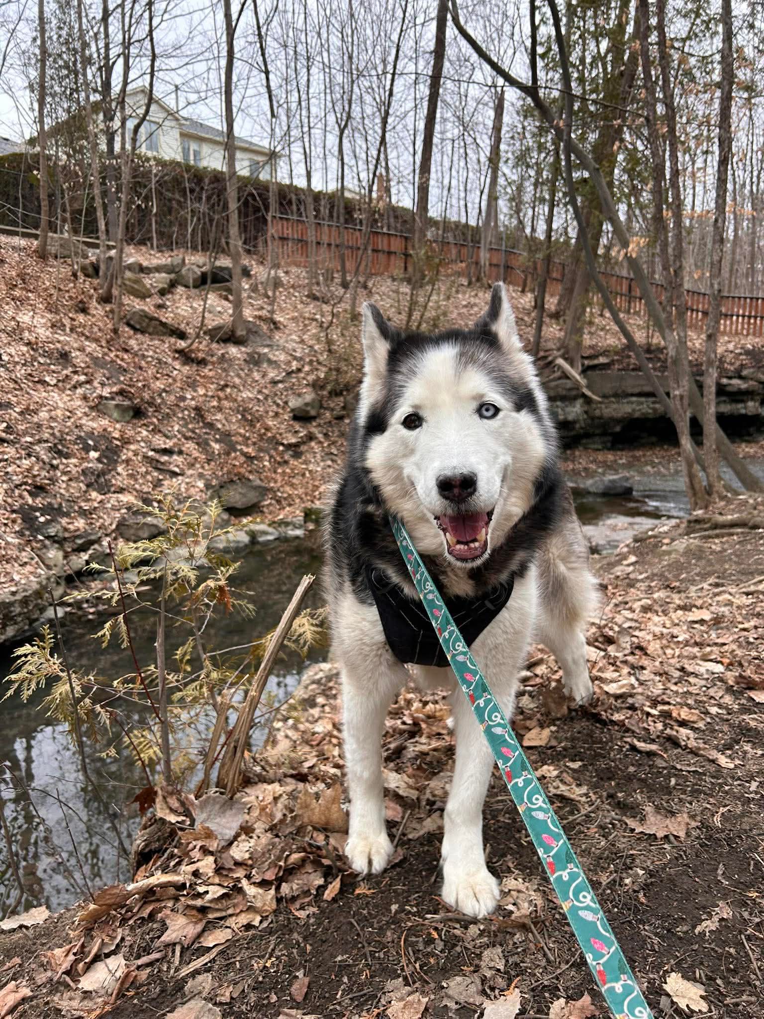 Theo - Husky (probably a mix) available for adoption at Rocky Road Rescue in Ontario