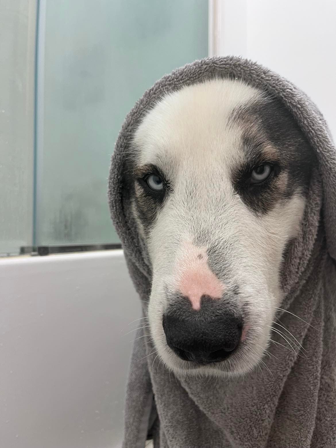 Max - Husky mix available for adoption at Rocky Road Rescue in Ontario