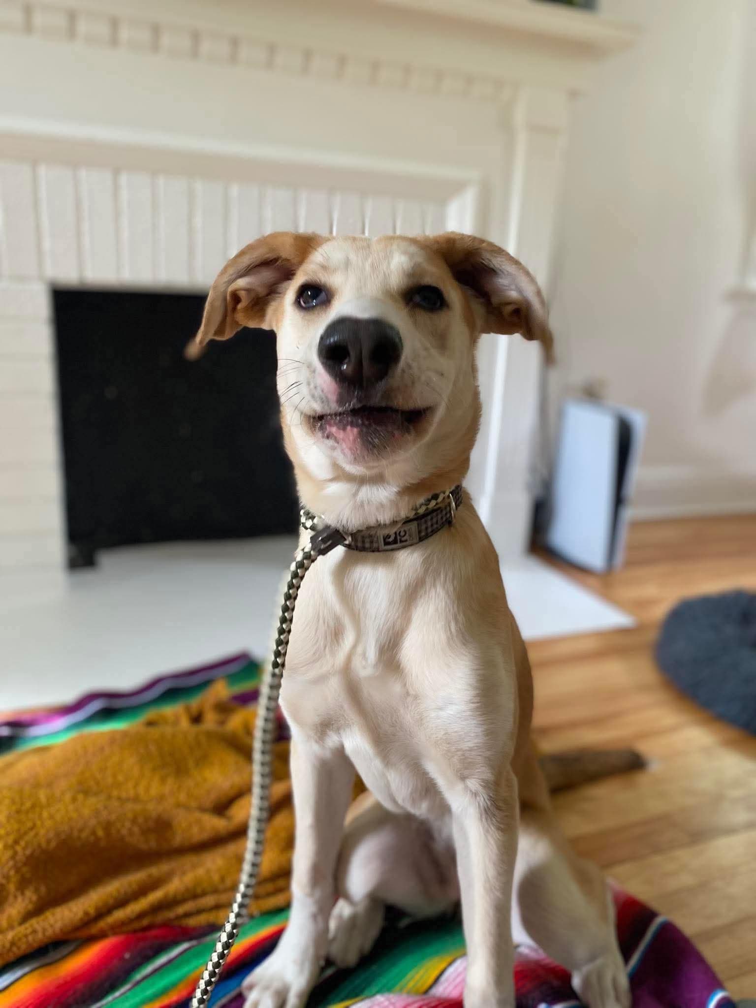 Diamond - Mixed available for adoption at Rocky Road Rescue in Ottawa